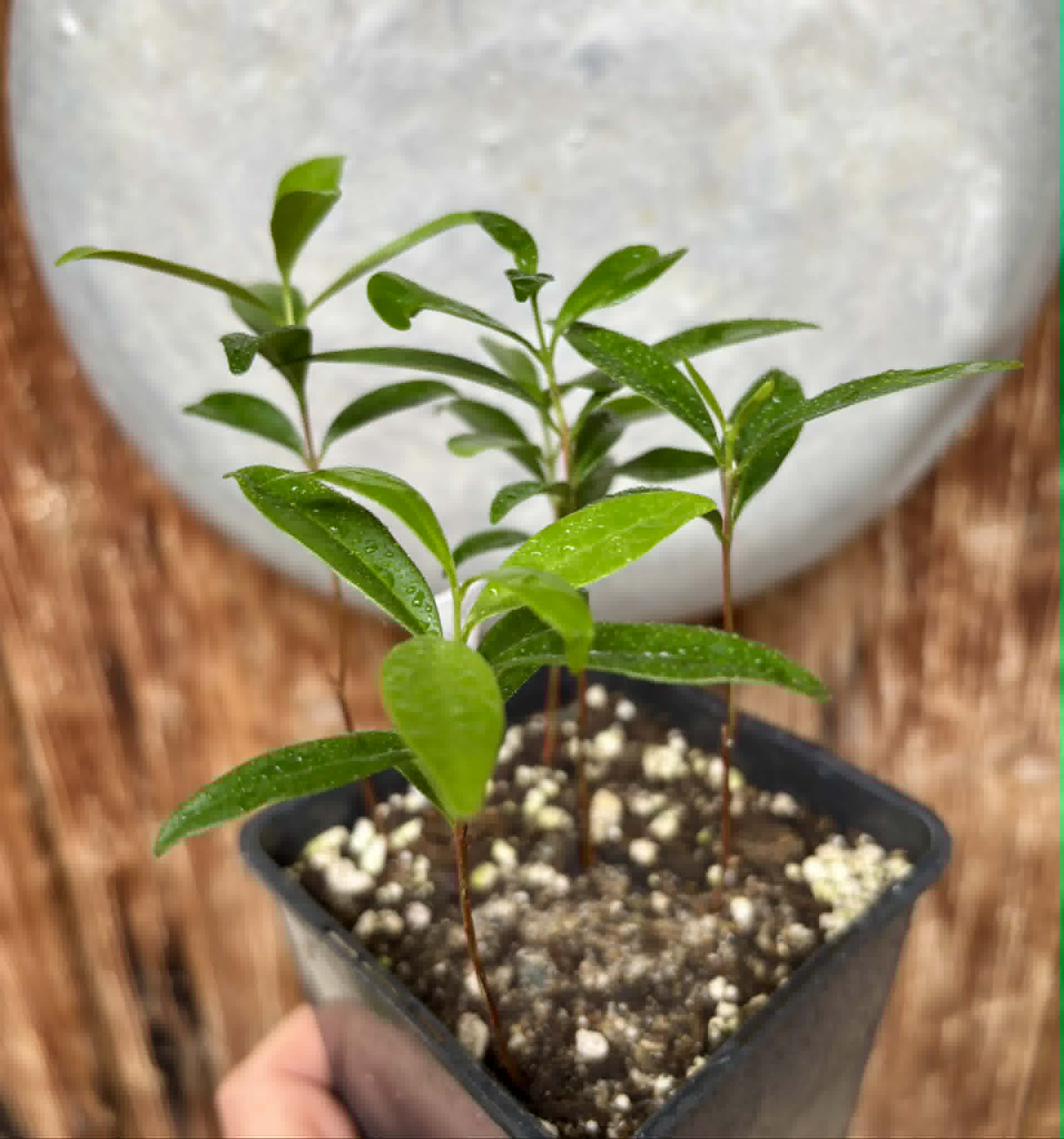 5 in 1 pot - Eugenia punicifolia - 5 seedlings in one pot / 5 Sämlinge in einem Topf