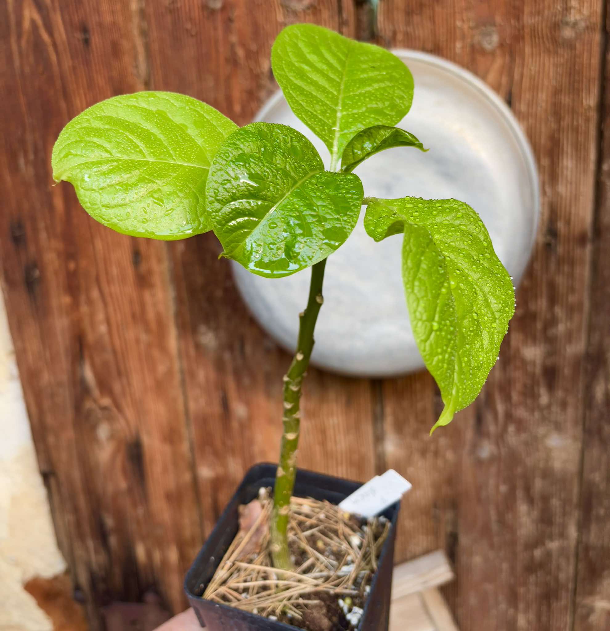 Ombu - Phytolacca dioica - 1 potted seedling / 1 getopfter Sämling