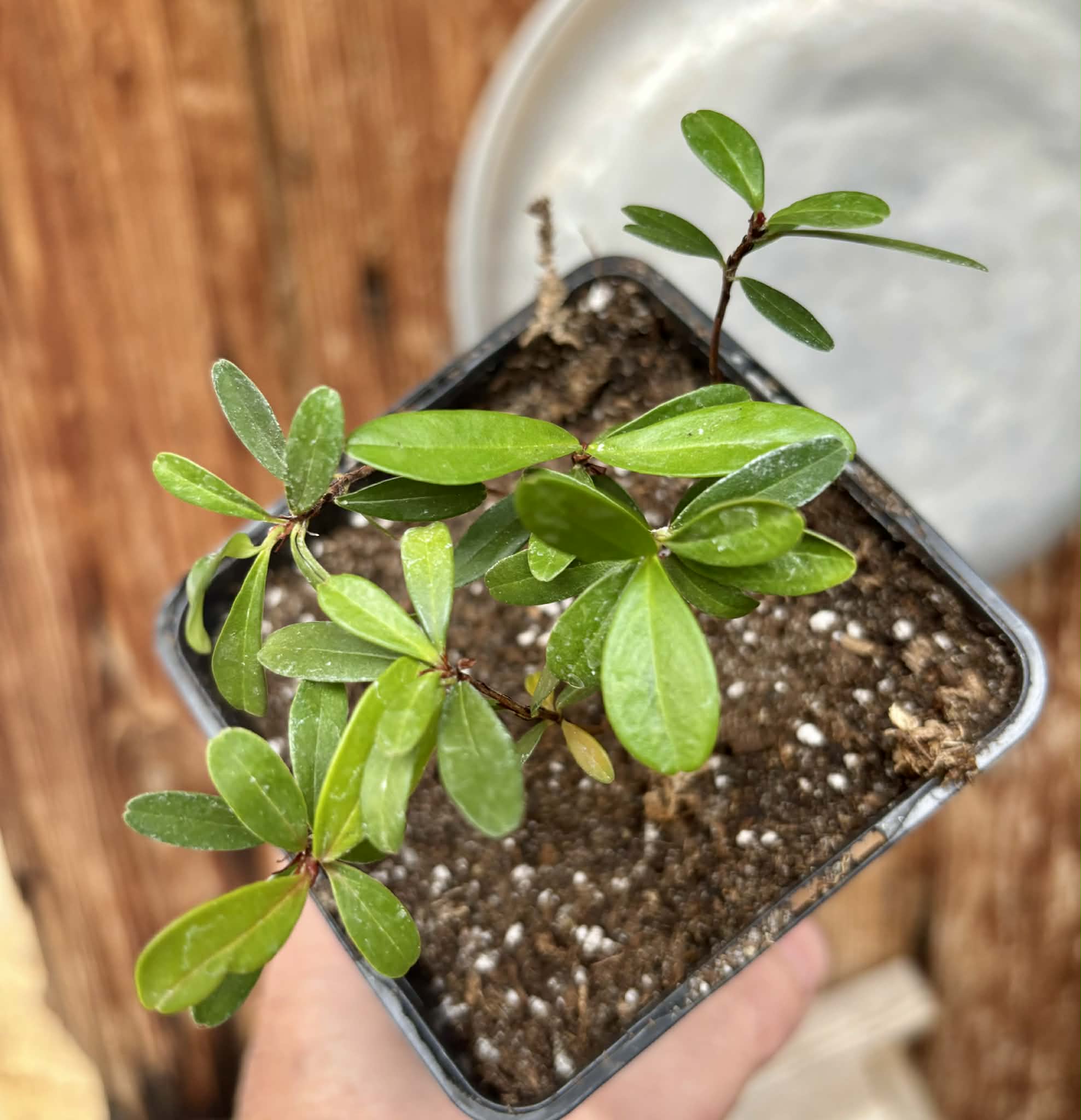 6 in 1 pot - Eugenia ligustrina - 6 seedlings in one pot / 6 Sämlinge in einem Topf