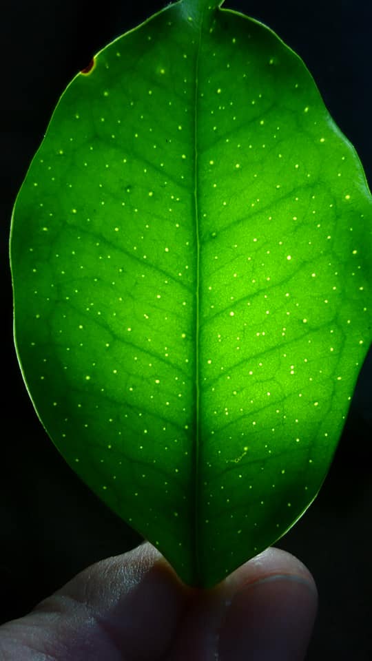 Pre Order - Eugenia stigmatosa -  1 fresh seed / 1 frischer Samen