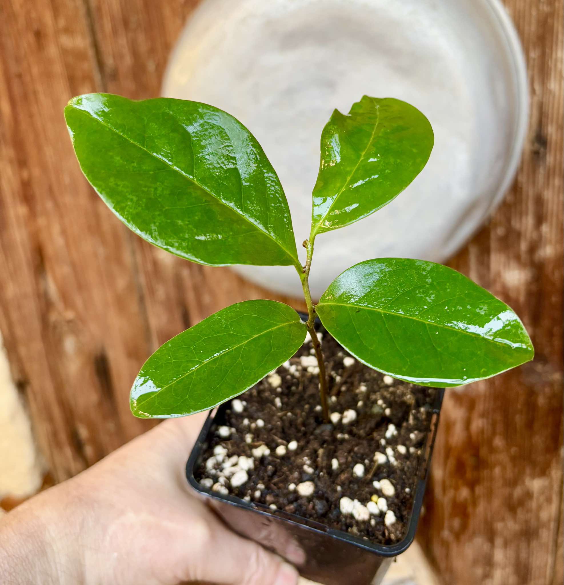 Annona montana - Mountain Soursop - 1 potted plant / 1 getopfte Pflanze