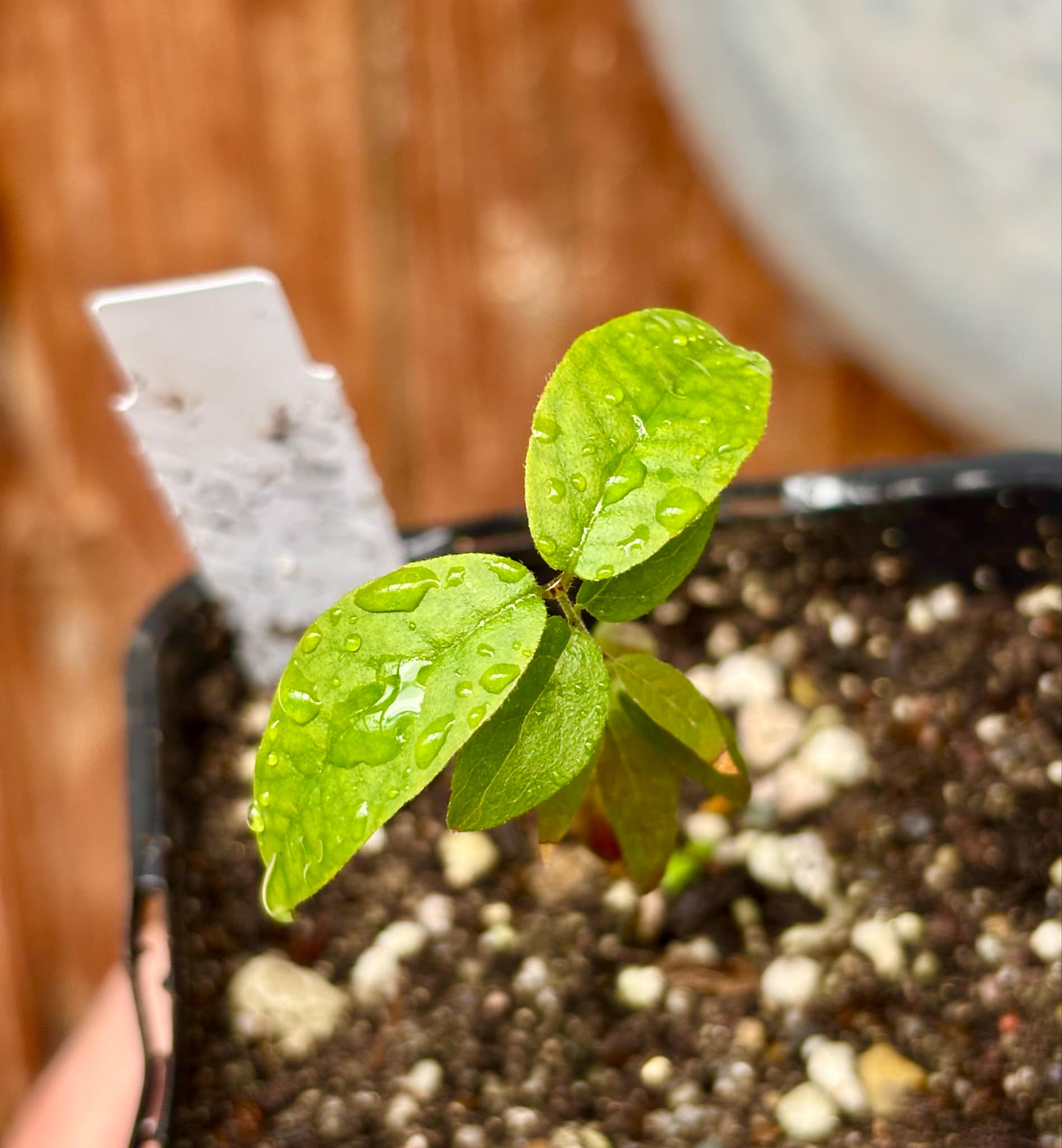 Plinia sp Pai Pedro - 1 small potted seedling / 1 kleiner, getopfter Sämling Plinia sp Pai Pedro - 1 small potted seedling / 1 kleiner, getopfter Sämling