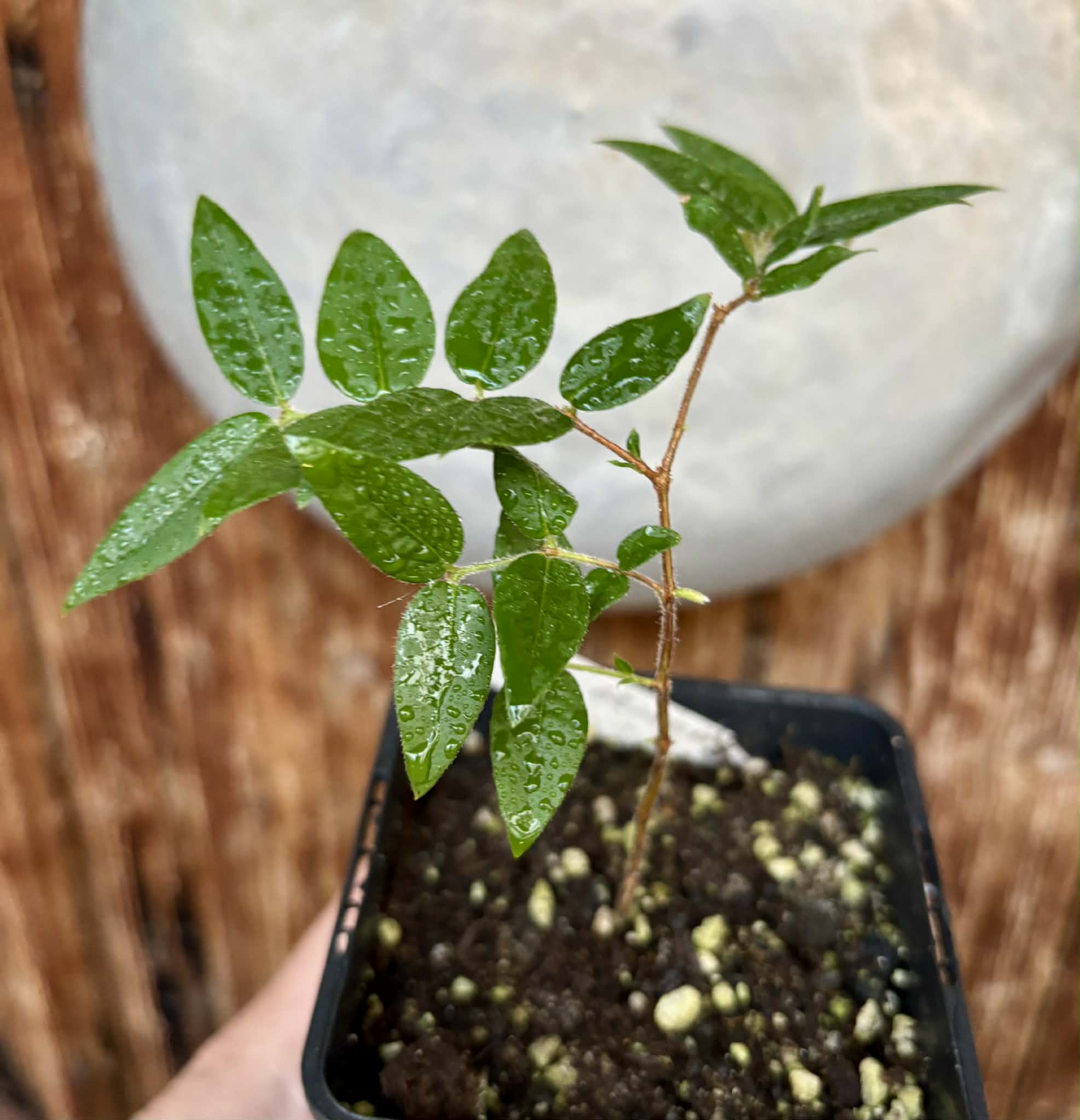 Myrciaria sp Cabeludinha preta (Blue Glomerata) - 1 pottet seedling / 1 getopfter Sämling