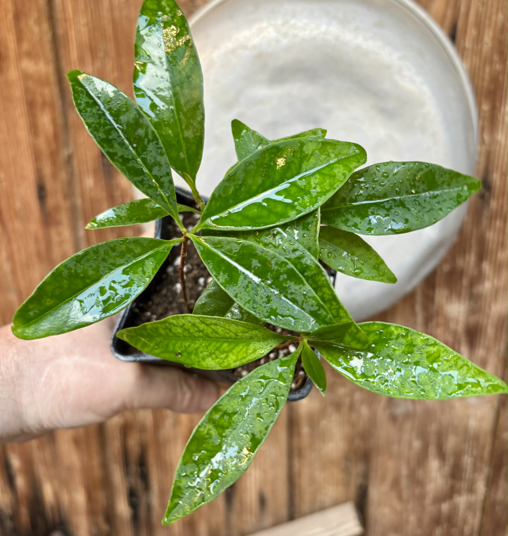 4 in 1 pot - Grumixama-açu (Eugenia villae-novae) - 1 potted seedling / 1 getopfter Sämling Kopie