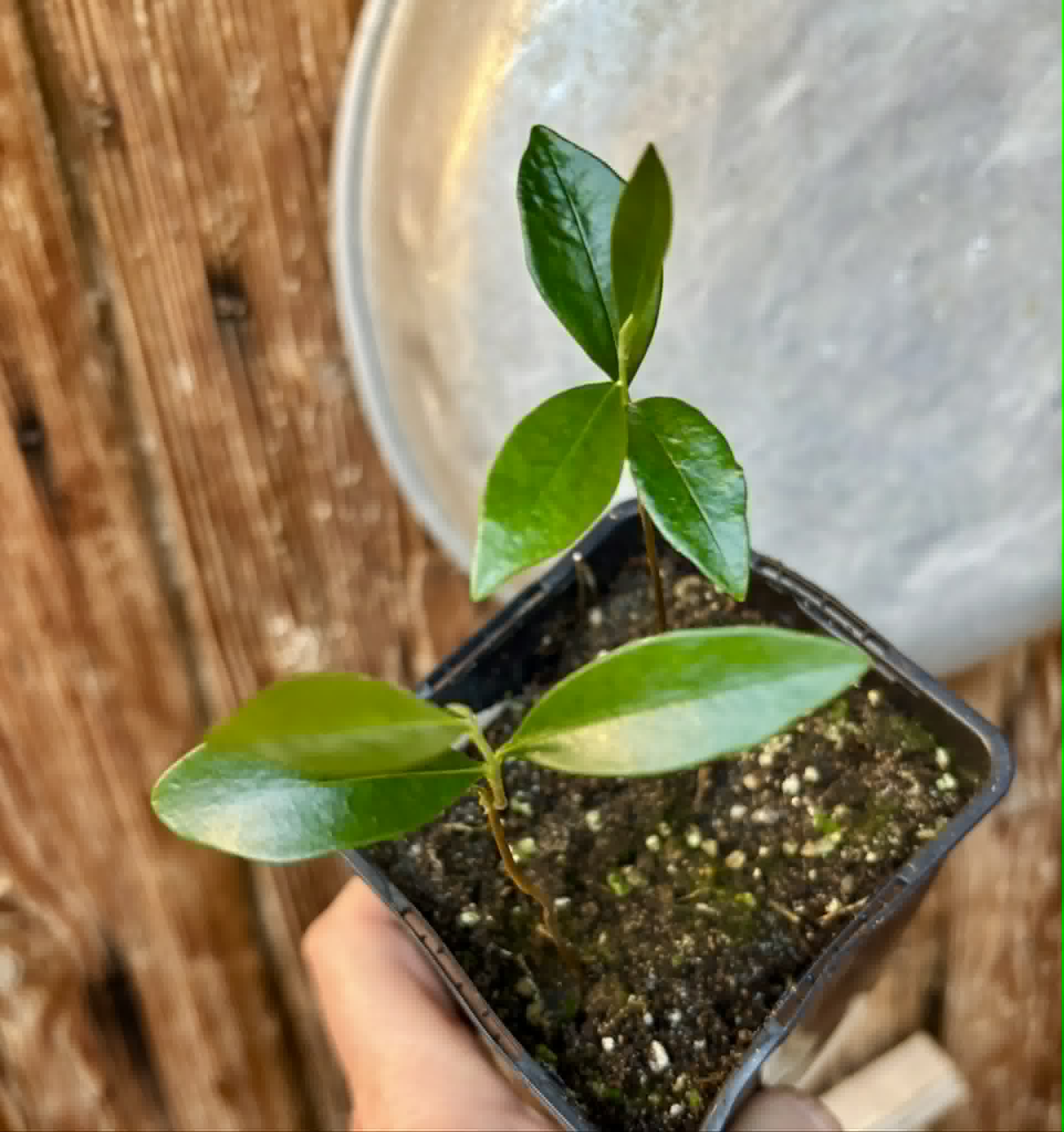 2 in 1 pot - Duguetia lanceolata - Pindaiba - 2 potted seedlings in one pot / 2 getopfte Sämlinge in einem Topf