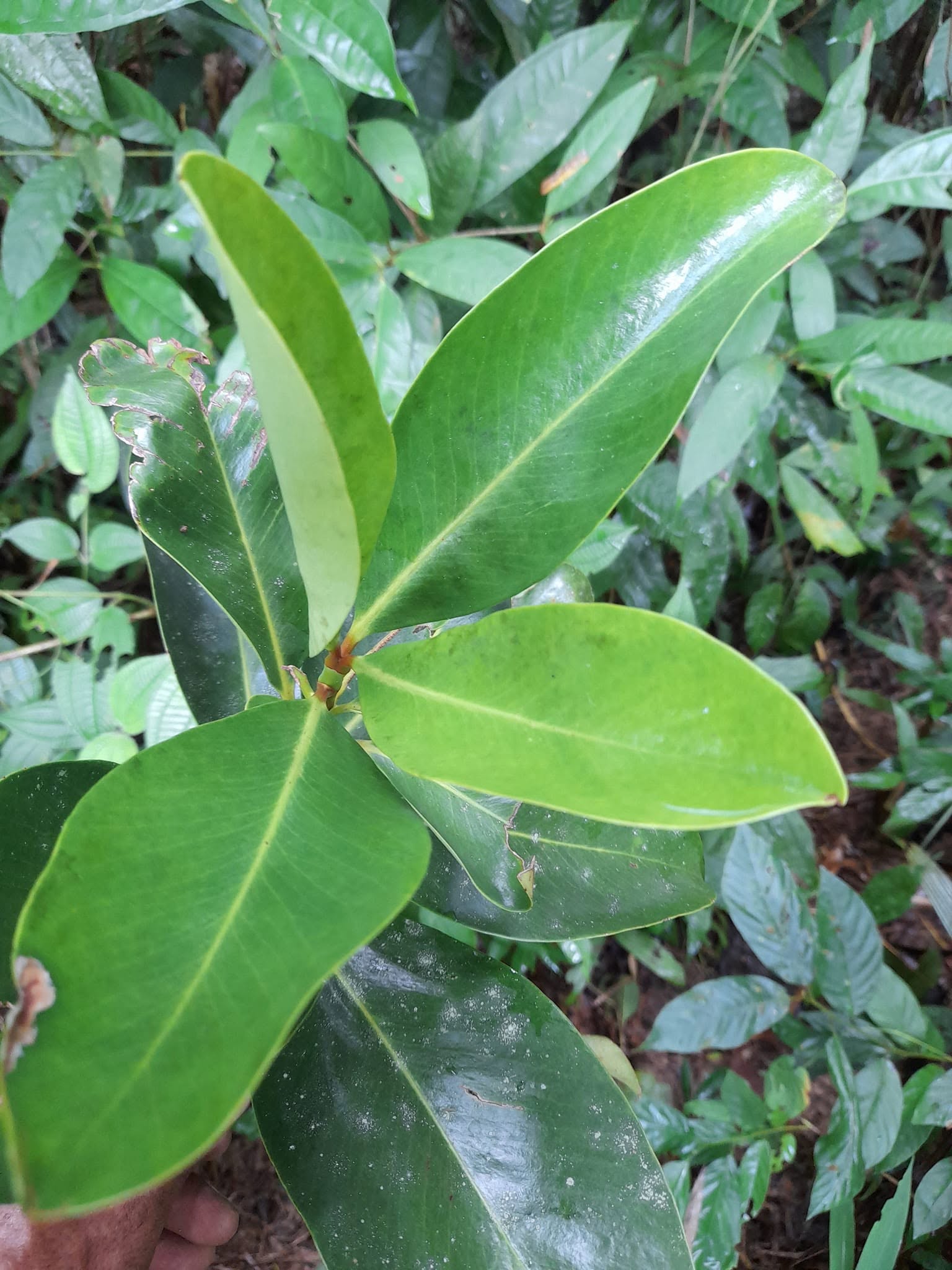 Pre Order - Garcinia bancana - 1 fresh seed / 1 frischer Samen