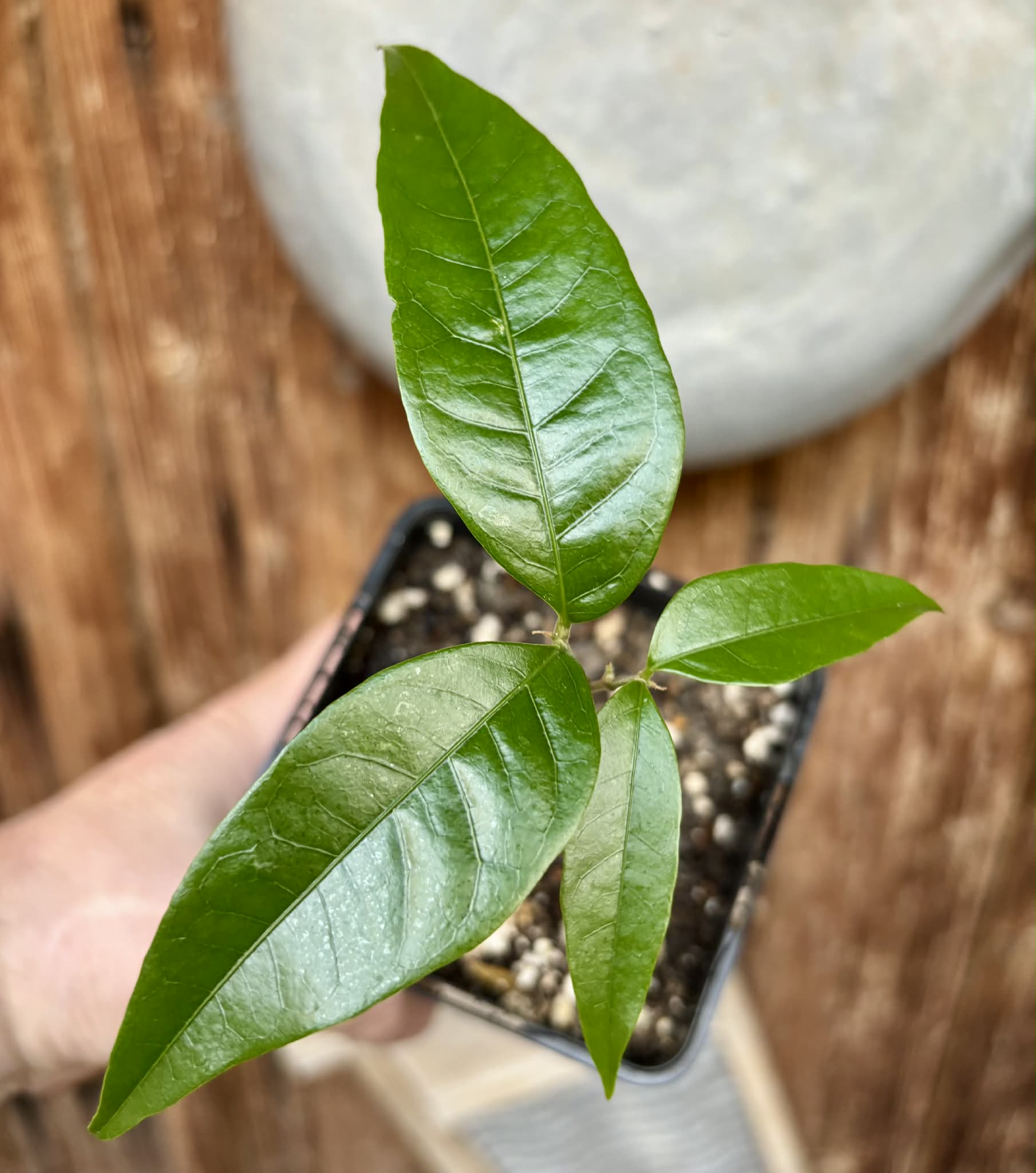 Melicoccus sp Bahia - 1 potted seedling / 1 getopfter Sämling