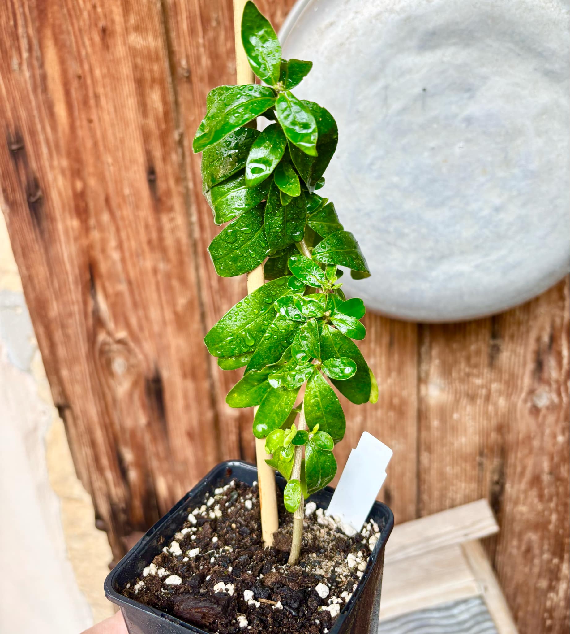 Kei Apple (Dovyalis caffra) Nr. 5 - 1 potted plant / 1 getopfte Pflanze Kei Apple (Dovyalis caffra) Nr. 5 - 1 potted plant / 1 getopfte Pflanze