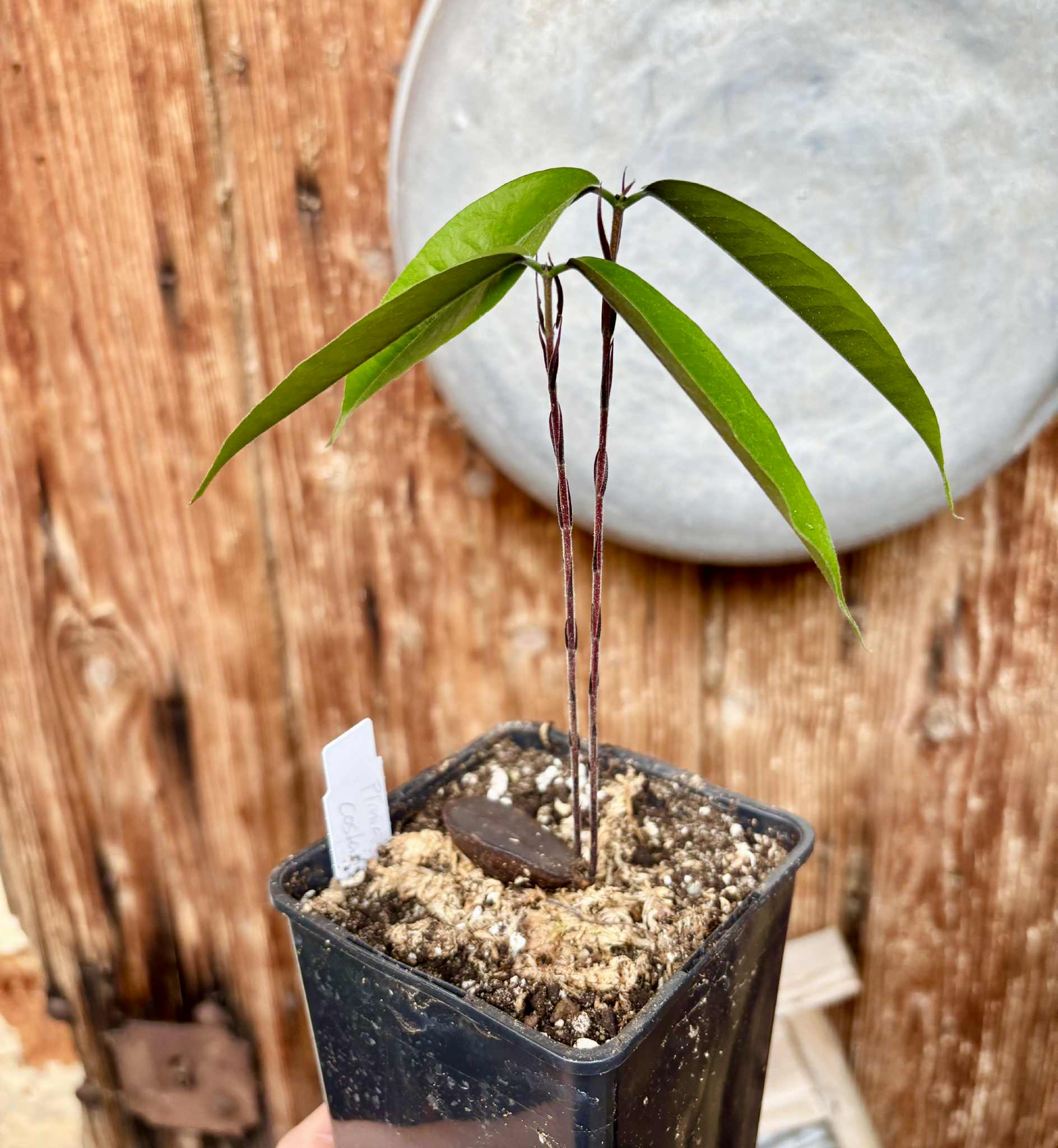 two shots from one seed - Plinia costaricensis -  1 potted seedling / 1 getopfter Sämling