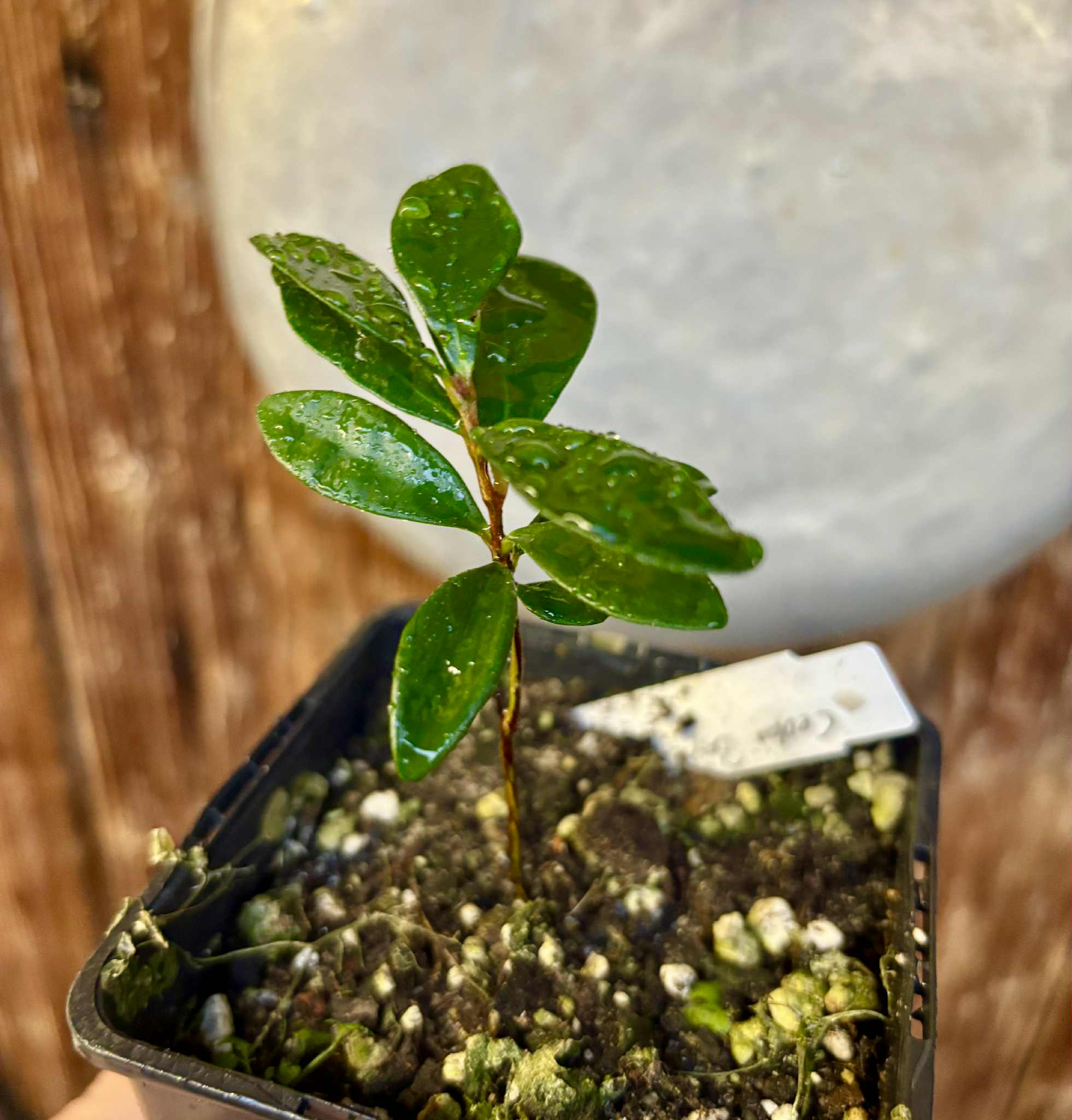 Eugenia reinwardtiana - Cedarbay Cherry -  1 potted seedling / 1 getopfter Sämling