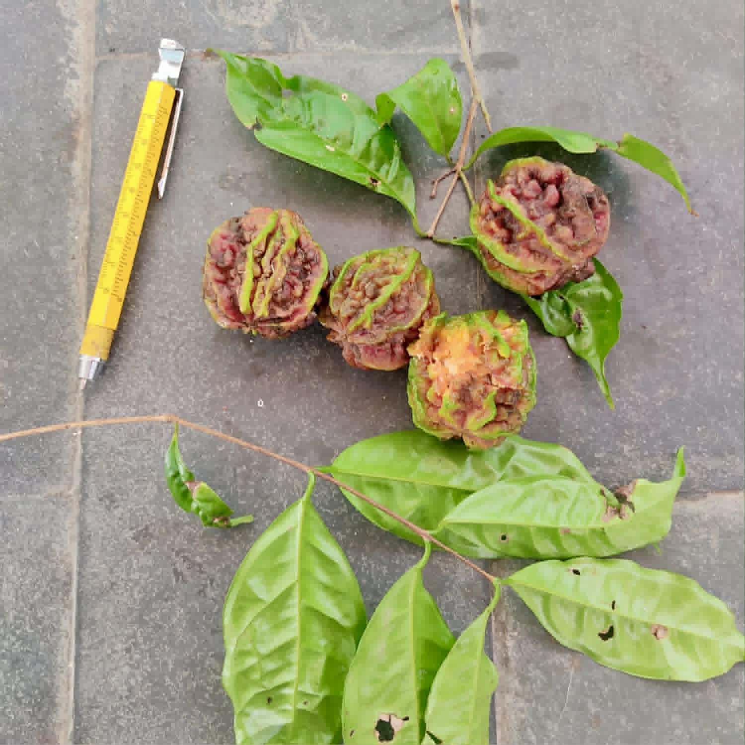 Pre Order - Eugenia sp Carambola - 1 fresh seed / 1 frischer Samen