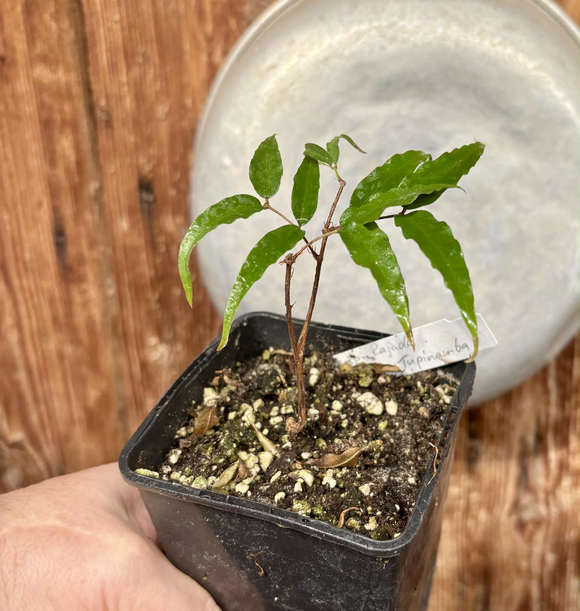 Plinia sp Rajada Cabo longo verde Tupinamba - Jaboticaba -  1 potted seedling / 1 getopfter Sämling