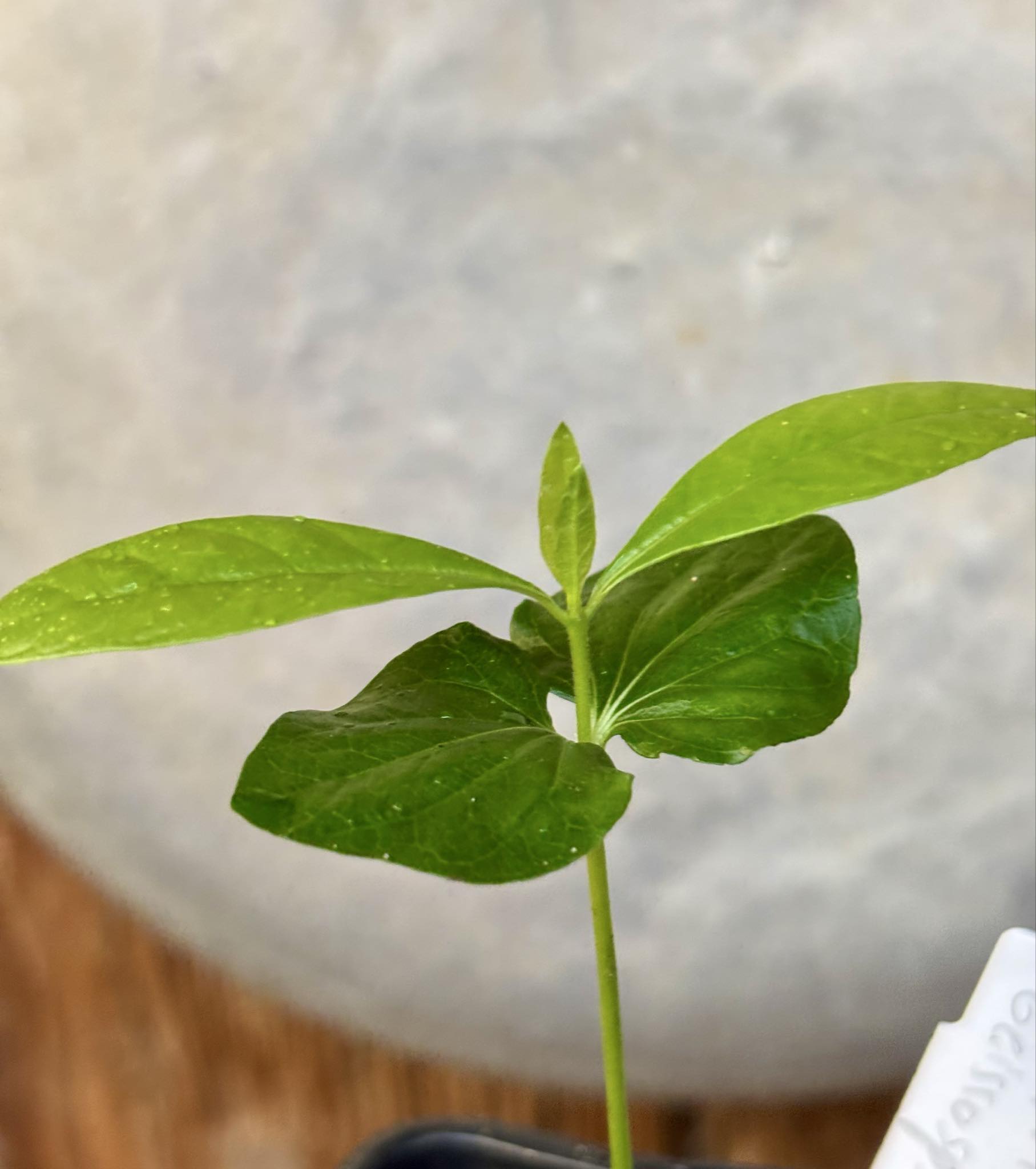 Tringuapa (Geissospermum laeve)  - 1 potted seedling / 1 getopfter Sämling