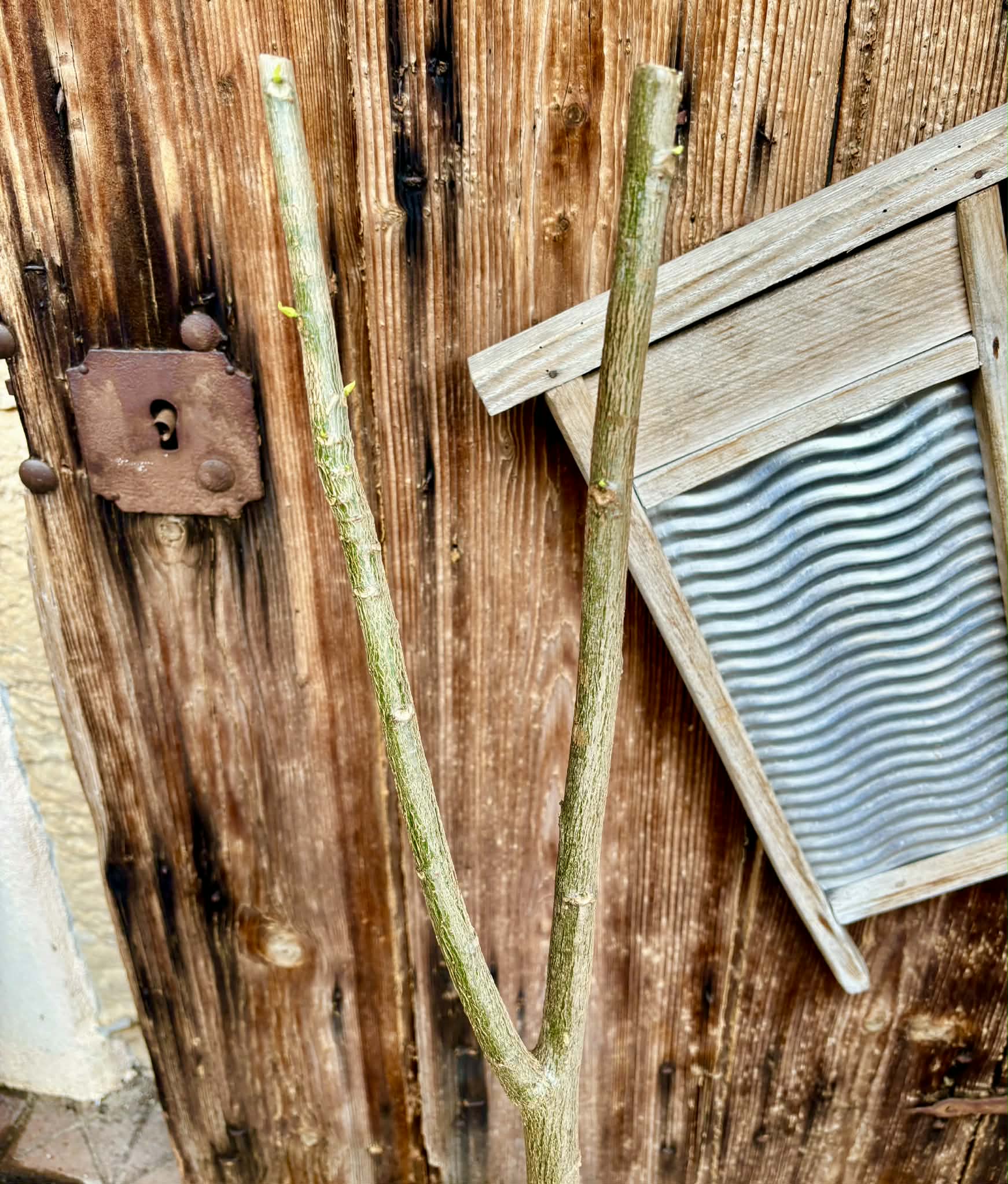 4 years old - Oak Leaf Papaya (Vasconcellea quercifolia) - 1 potted plant / 1 getopfte Pflanze