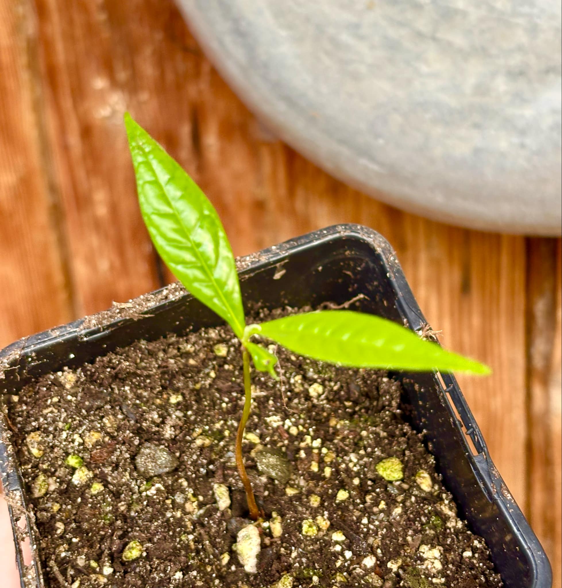 our last seedling - Kesusu (Prainea limpato) - 1 small potted seedling / 1 kleiner, getopfter Sämling