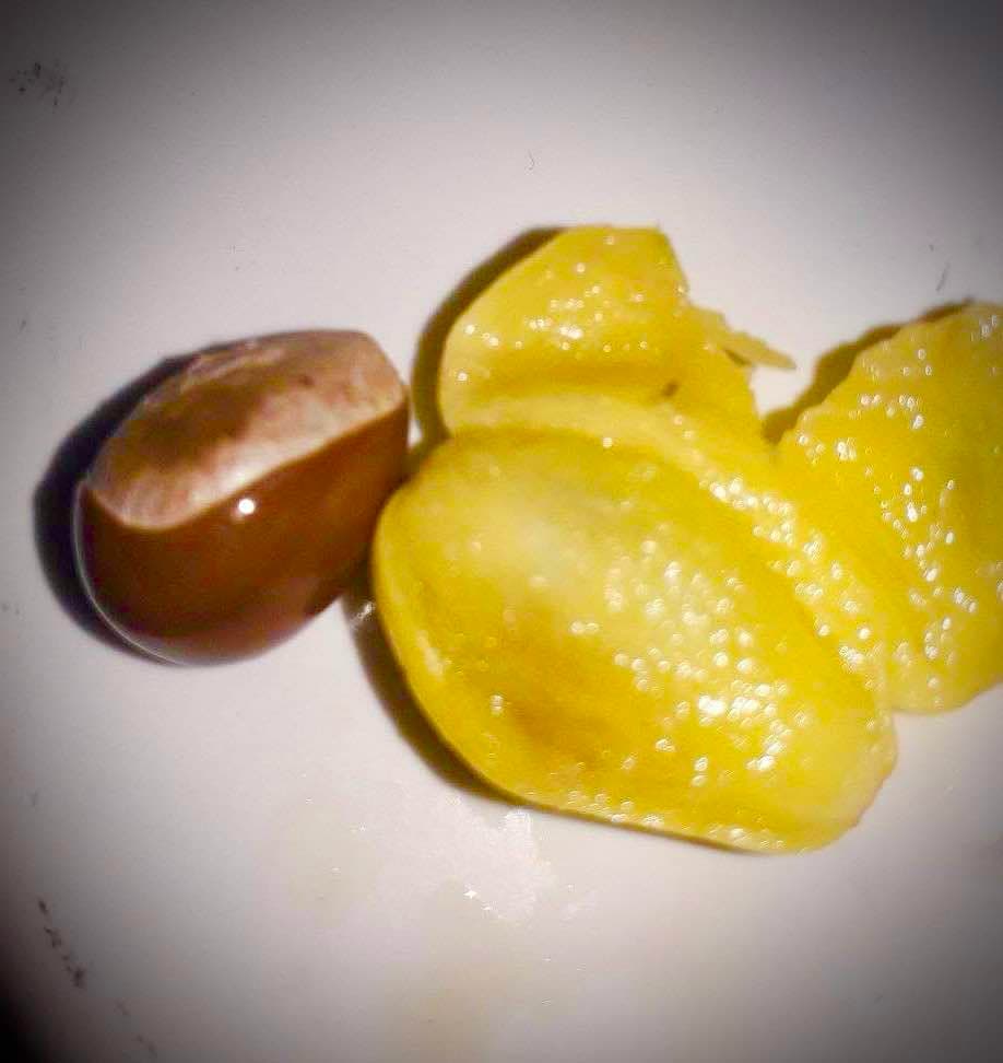 Pouteria sp Rondonia - 1 fresh seed / 1 frischer Samen