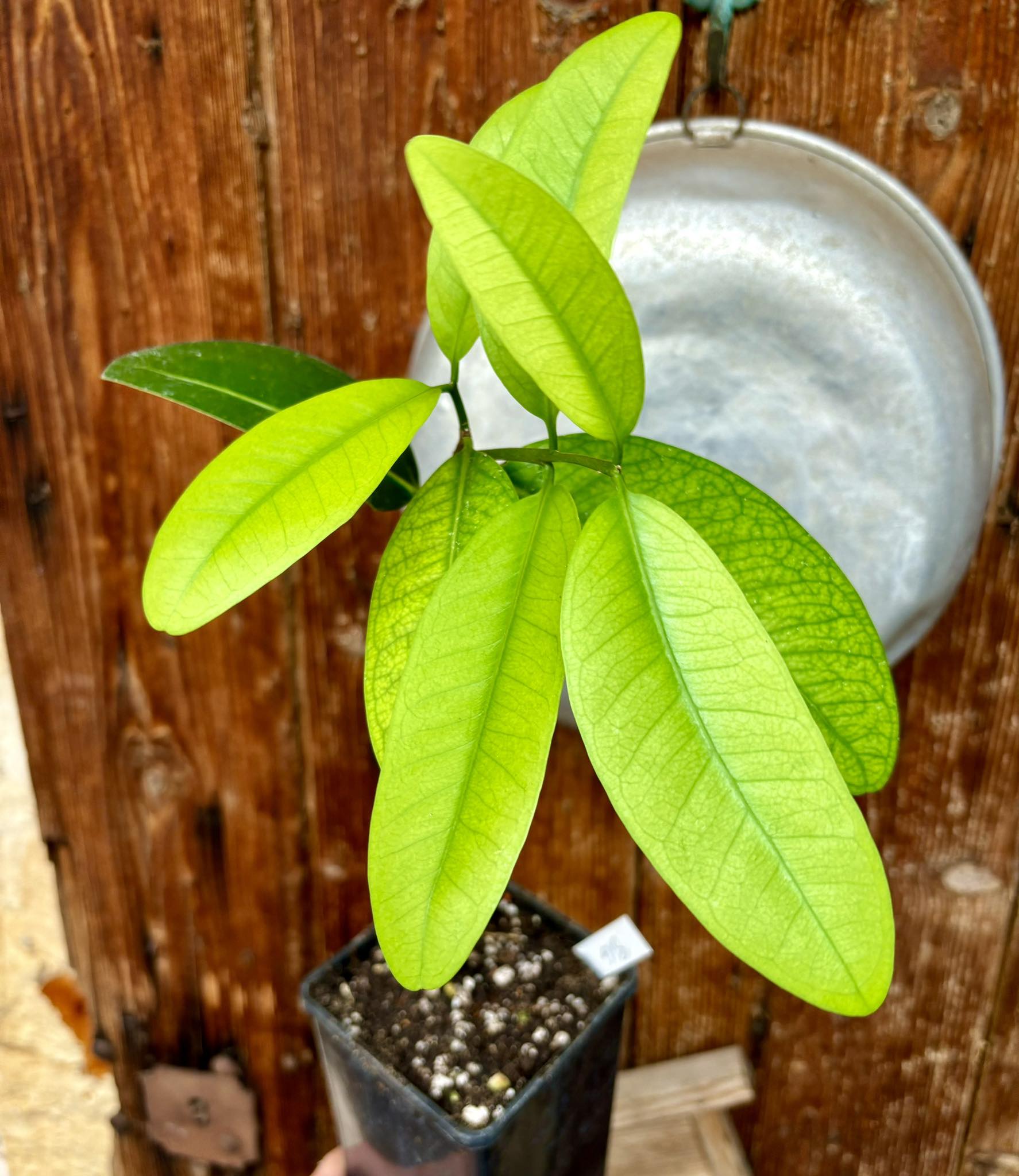 Eugenia sp BIG Eugenao Bolao -  1 potted plant / 1 getopfte Pflanze