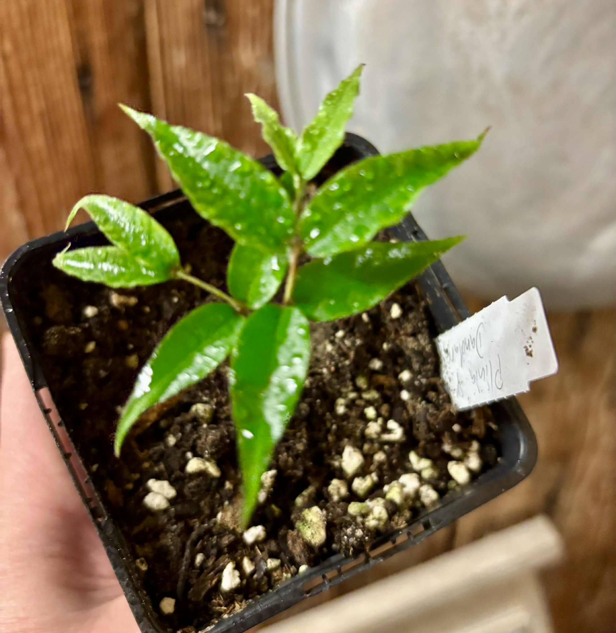 Plinia sp Dandara -  1 small potted seedling / 1 kleiner, getopfter Sämling