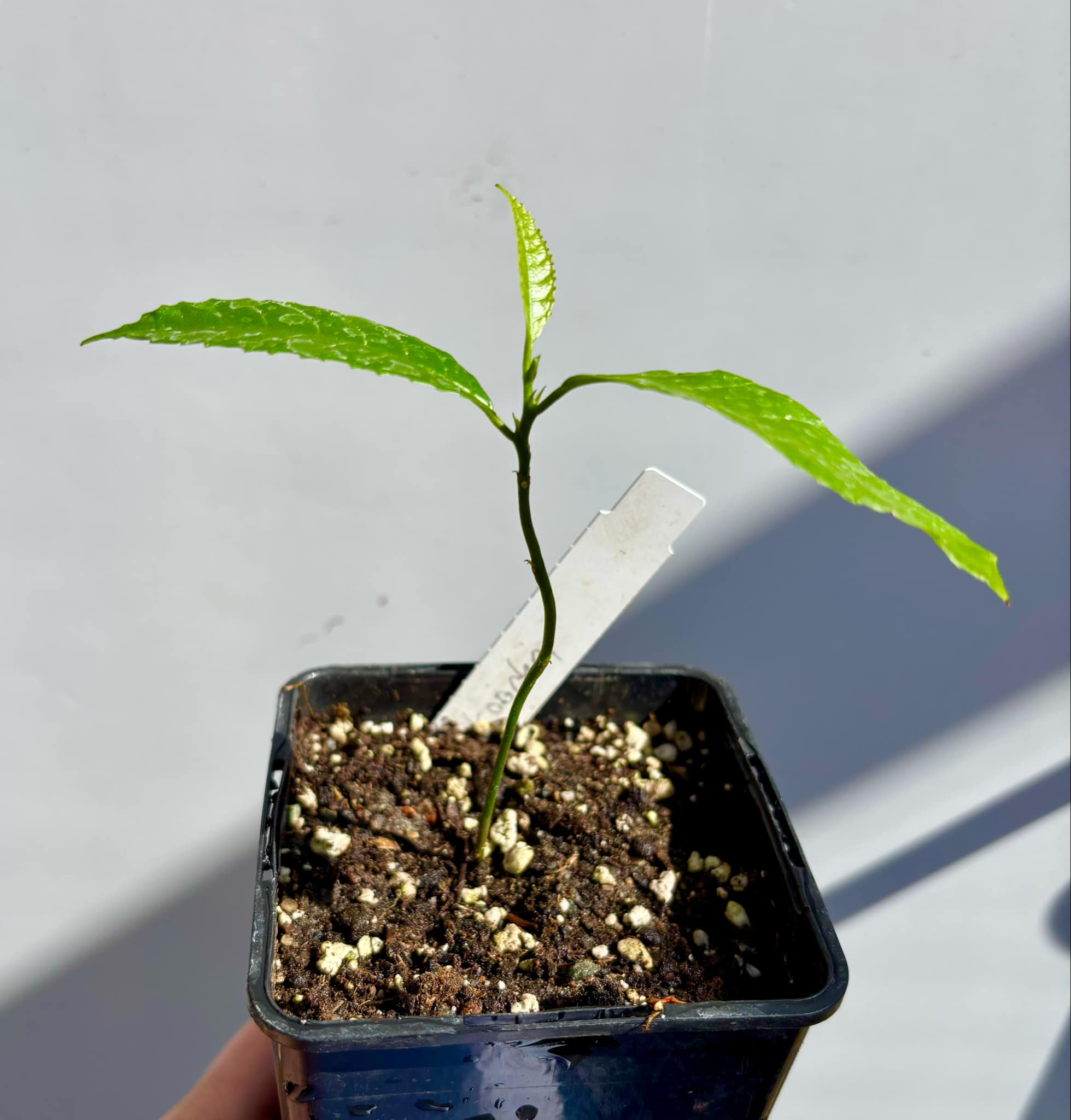 Artocarpus lacucha - Lakoocha  -  1 small potted plant / 1 kleine, getopfte Pflanze