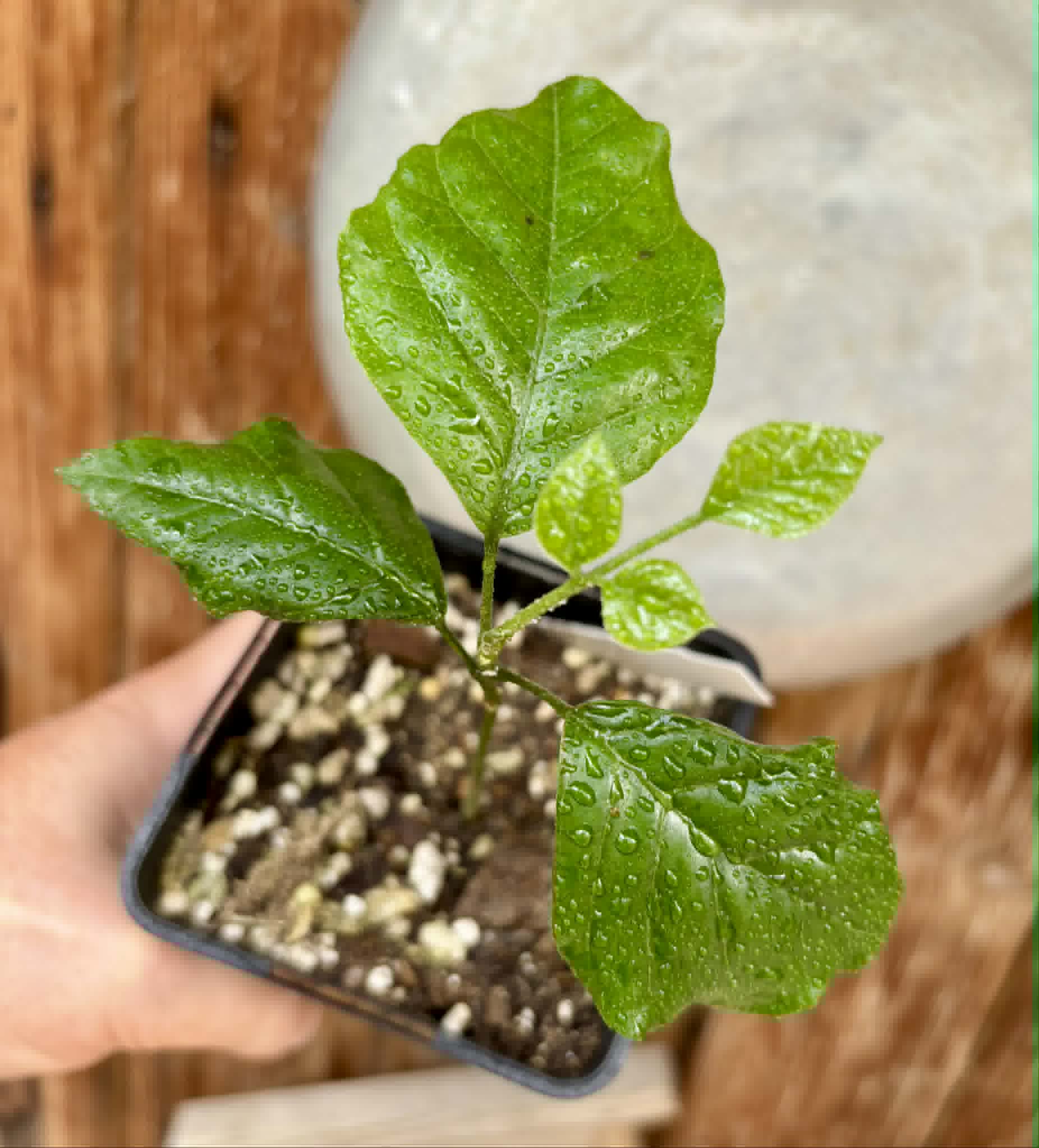 Wampee (Clausena lansium) - 1 potted seedling / 1 getopfter Sämling Kopie
