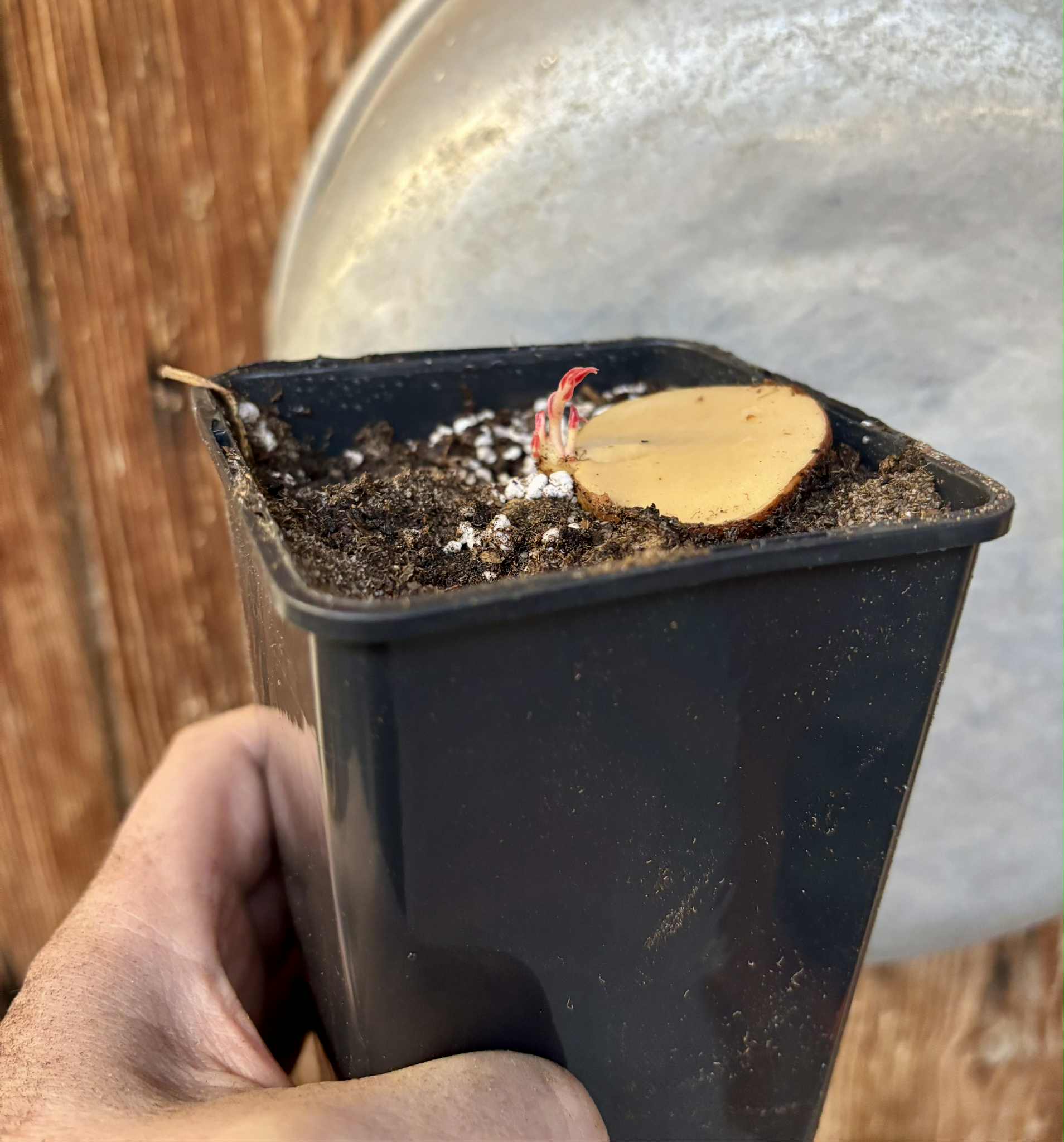 3 shots - Plinia longiacuminata Nr. 3 -  1 potted seedling / 1 getopfter Sämling