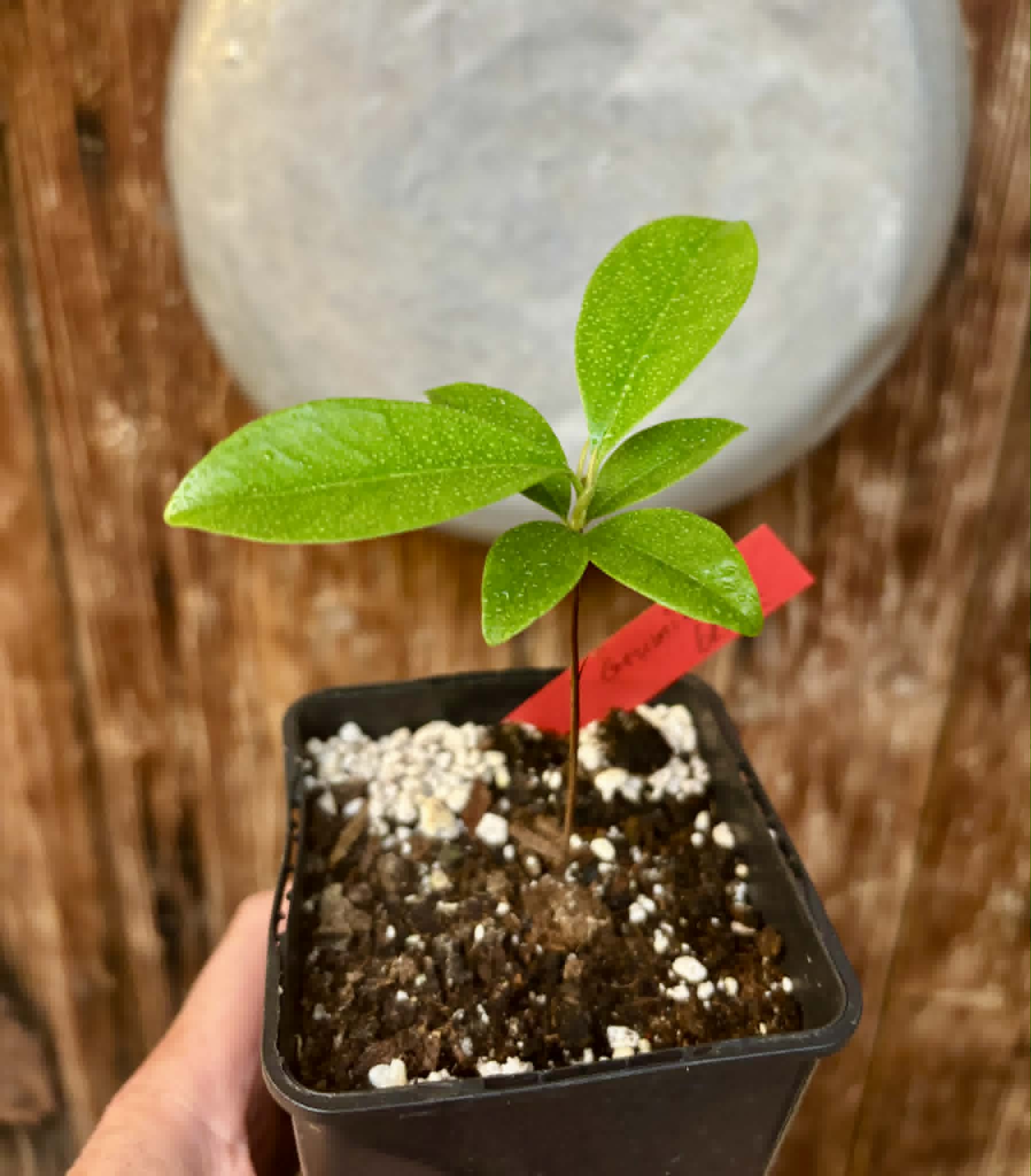 Grumixama (Eugenia brasiliensis) - 1 potted plant / 1 getopfte Pflanze
