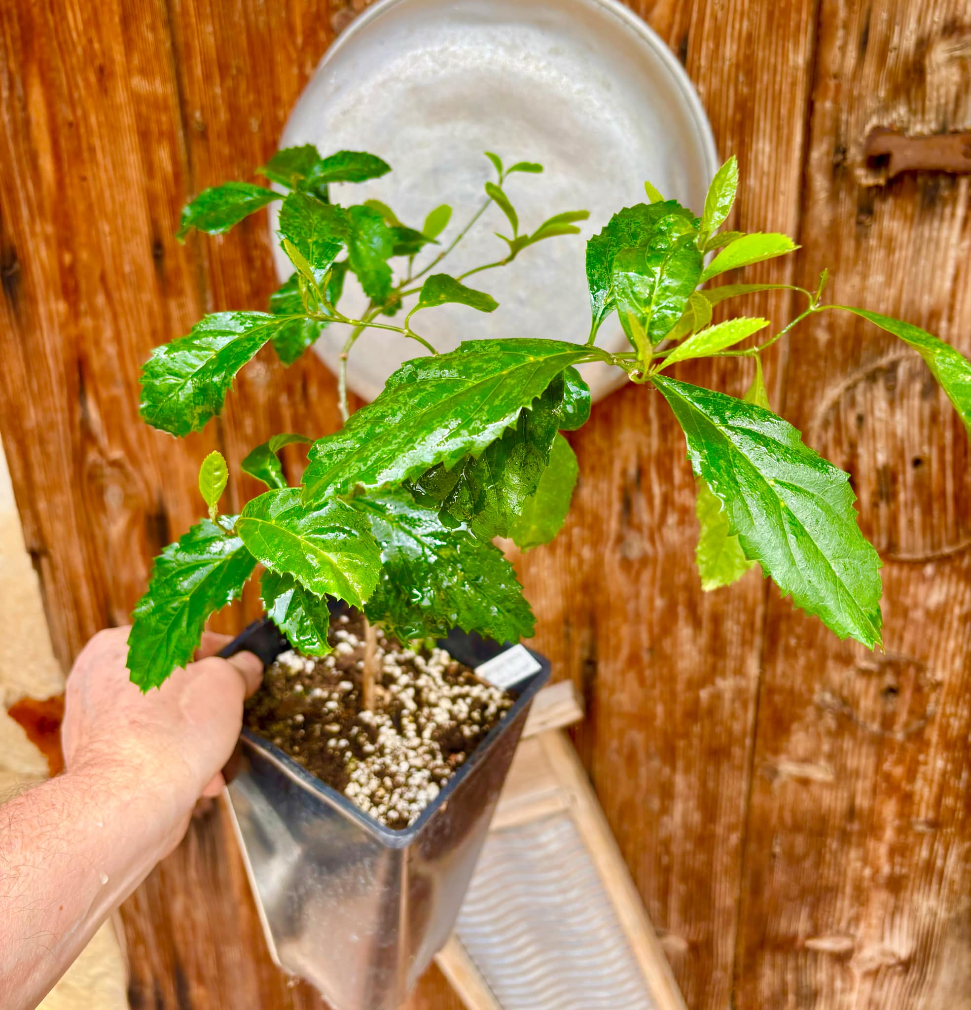 Taruman (Citharexylum montevidense) - 1 potted plant / 1 getopfte Pflanze Taruman (Citharexylum montevidense) - 1 potted plant / 1 getopfte Pflanze