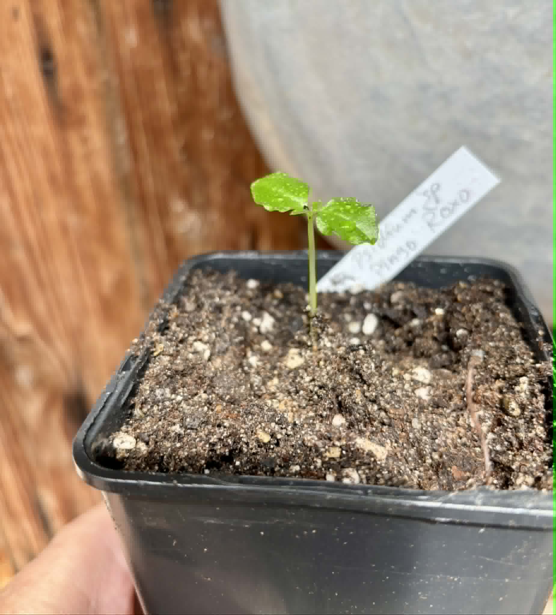 Psidium sp Pingo Roxo - 1 potted seedling / 1 getopfter Sämling
