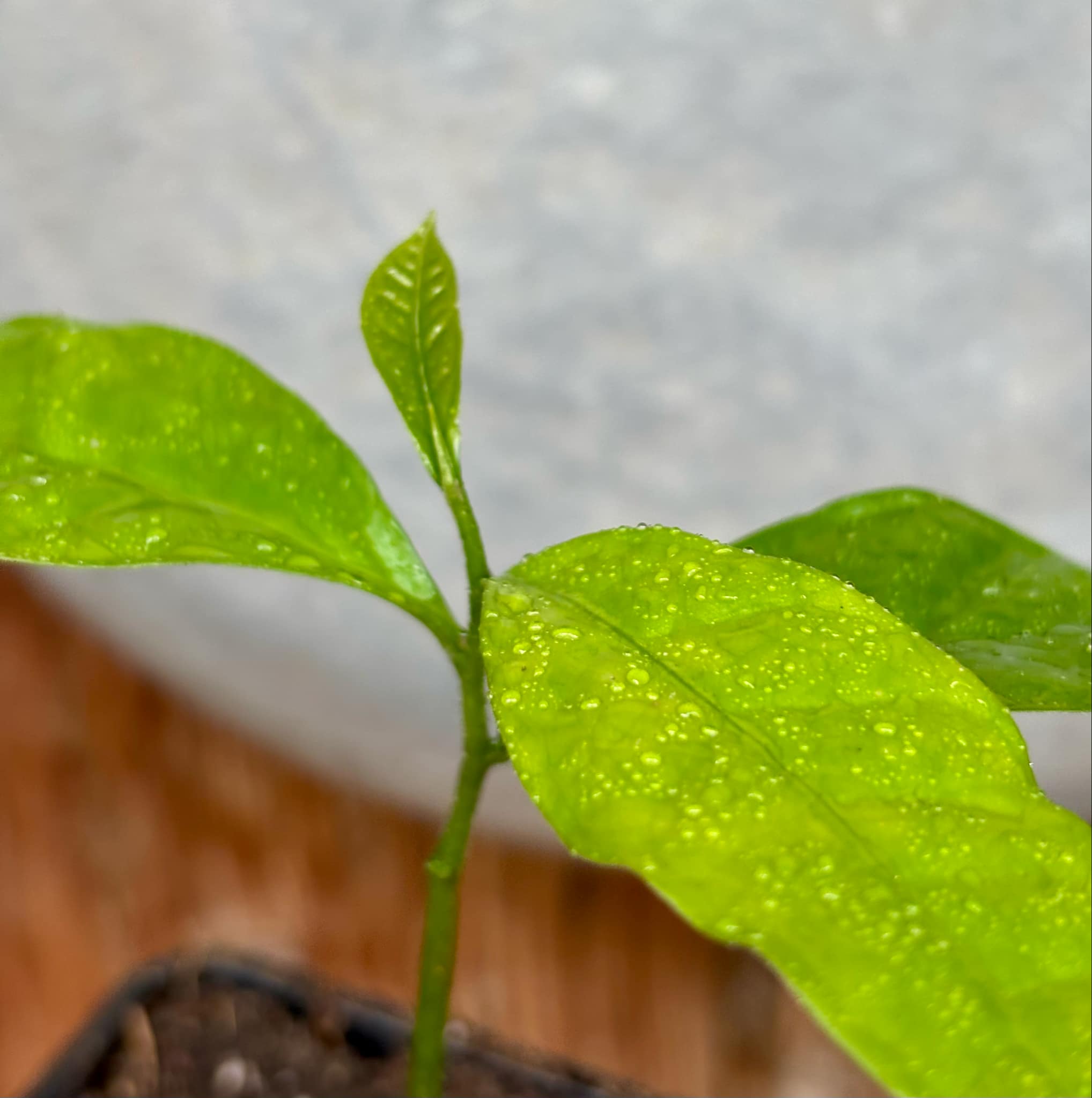 Cymbopetalum brasiliensis - 1 potted seedling / 1 getopfter Sämling