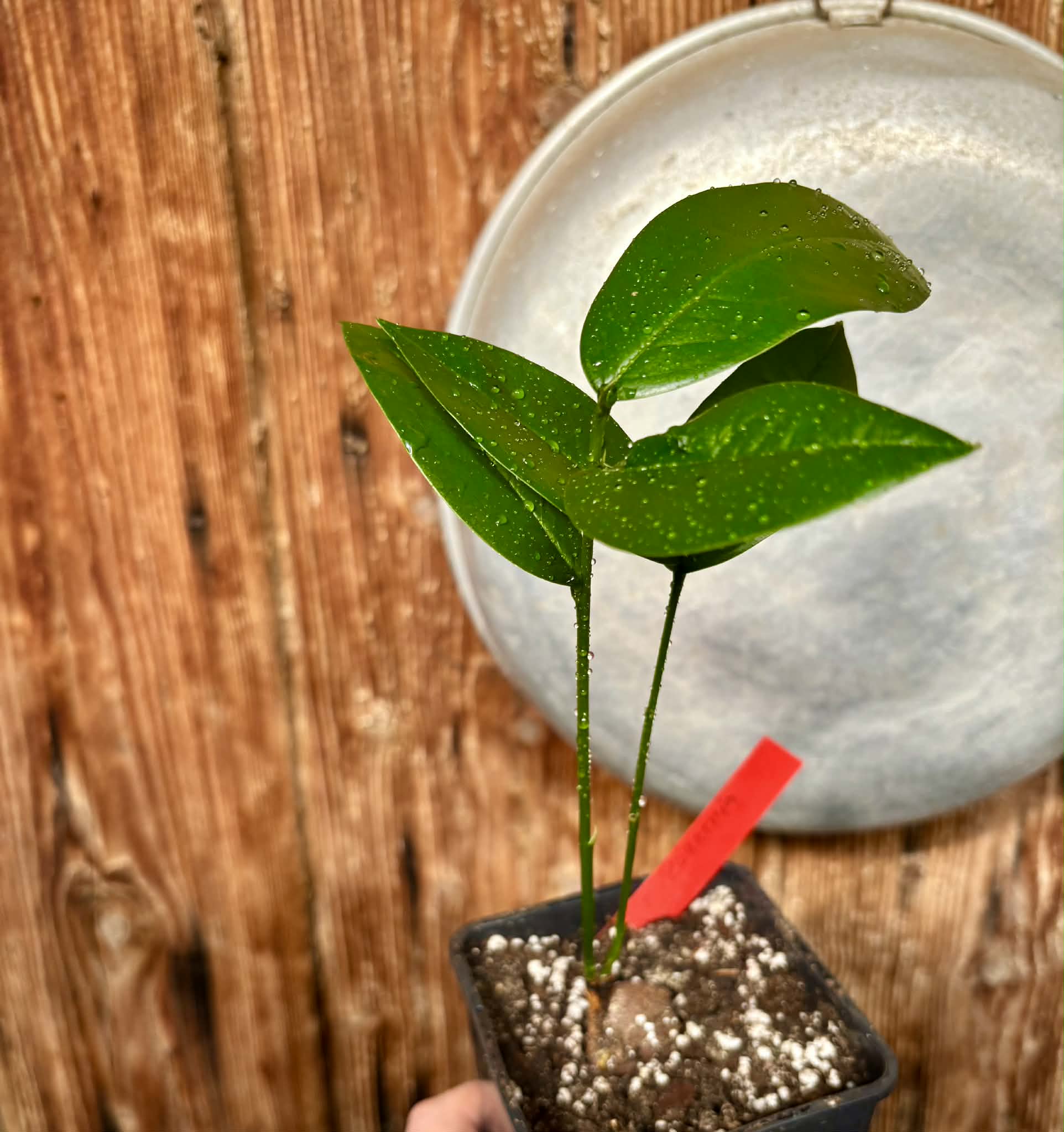 Zollernia ilicifolia - 1 potted seedling / 1 getopfter Sämling