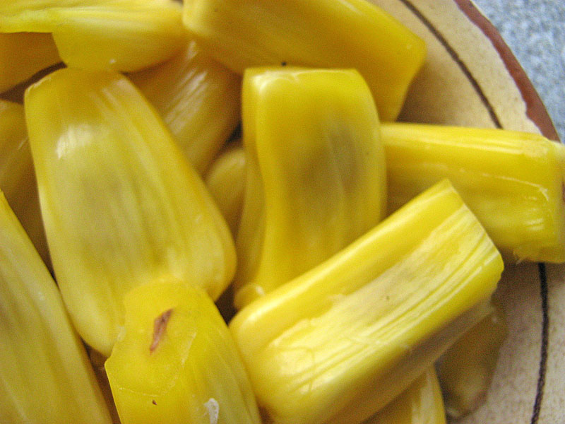 Jackfruit (Artocarpus heterophyllus) 1 potted plant / 1 getopfte Pflanze Jackfruit (Artocarpus heterophyllus) 1 potted plant / 1 getopfte Pflanze