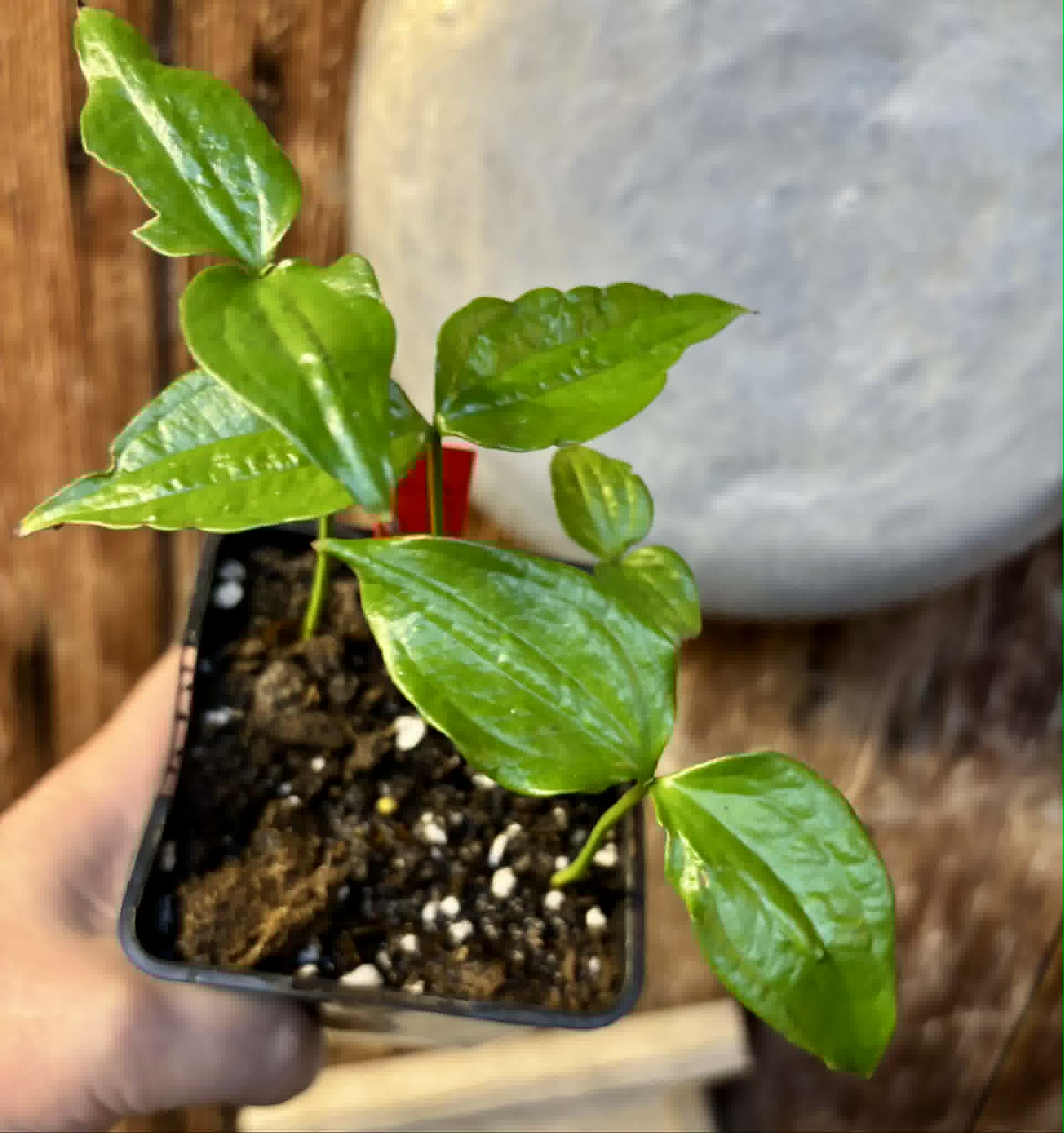 4 in 1 pot - Dulacia sp. Cafe Doce  -  4 seedlings in one pot / 4 Sämlinge in einem Topf