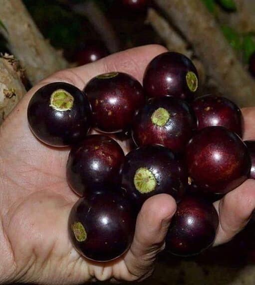 Plinia coronata var. Olho de Boi Seleção - 1 fresh seed / 1 frischer Samen