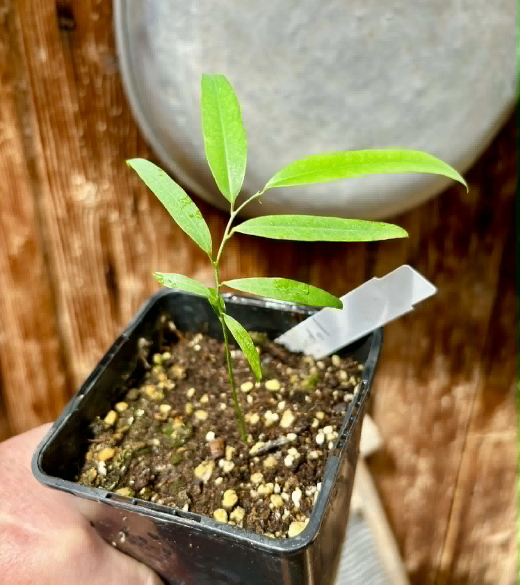 Rumdol (Sphaerocoryne lefevrei) - 1 potted seedling / 1 getopfter Sämling