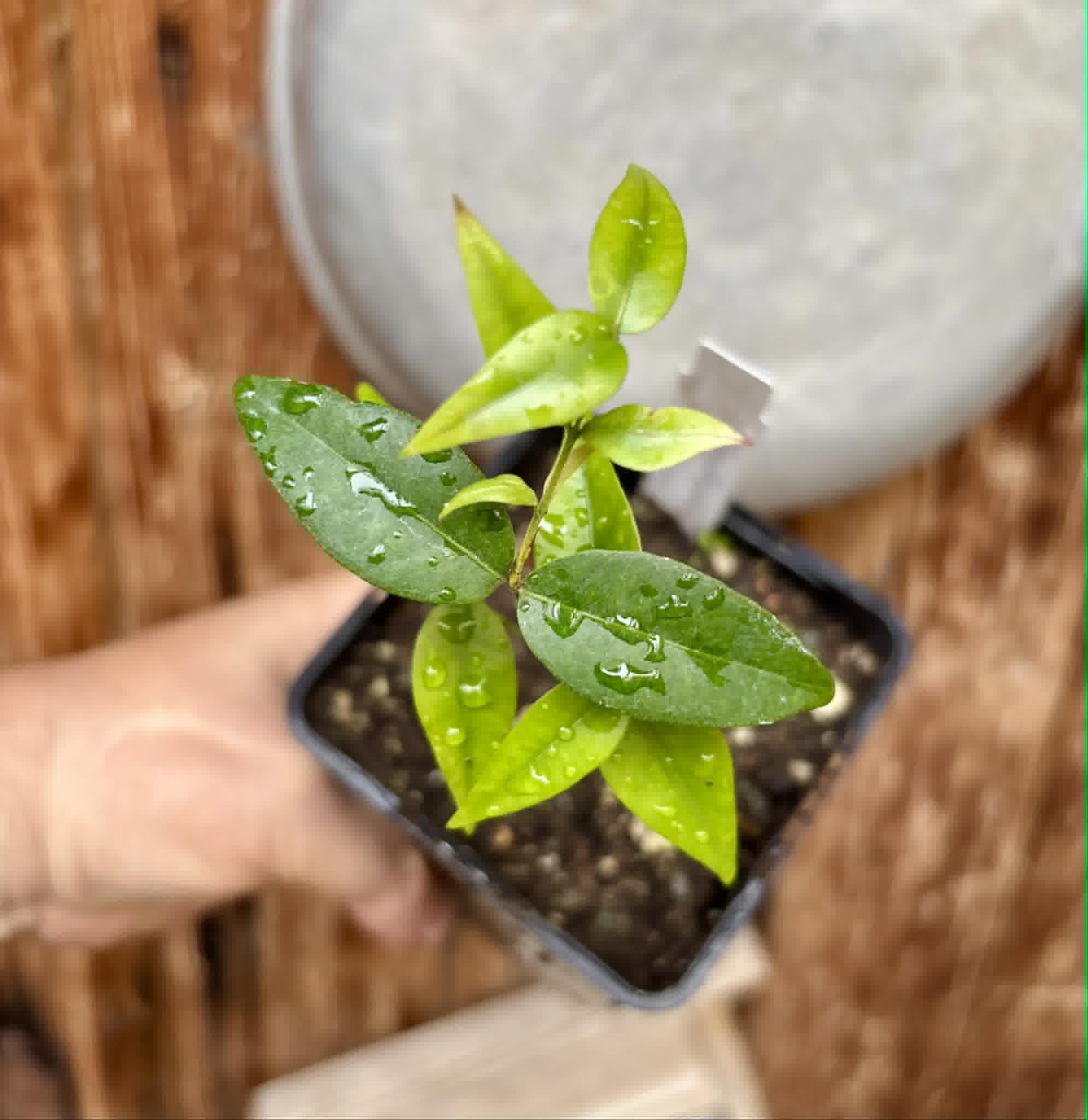 Neomitranthes obscura - 1 potted seedling/ 1 getopfter Sämling