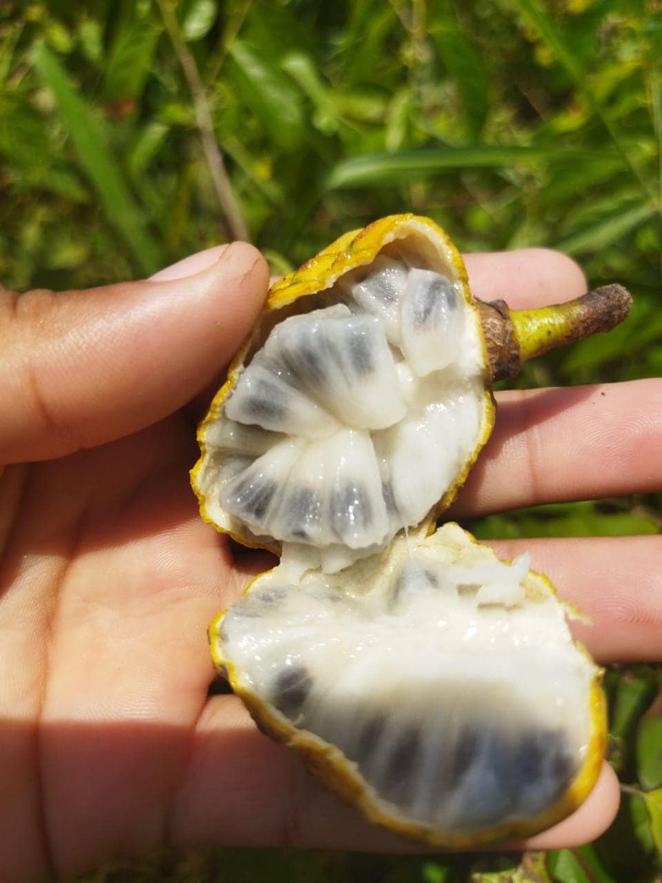Annona sp. floresta amazônica  - 1 potted plant / 1 getopfte Pflanze