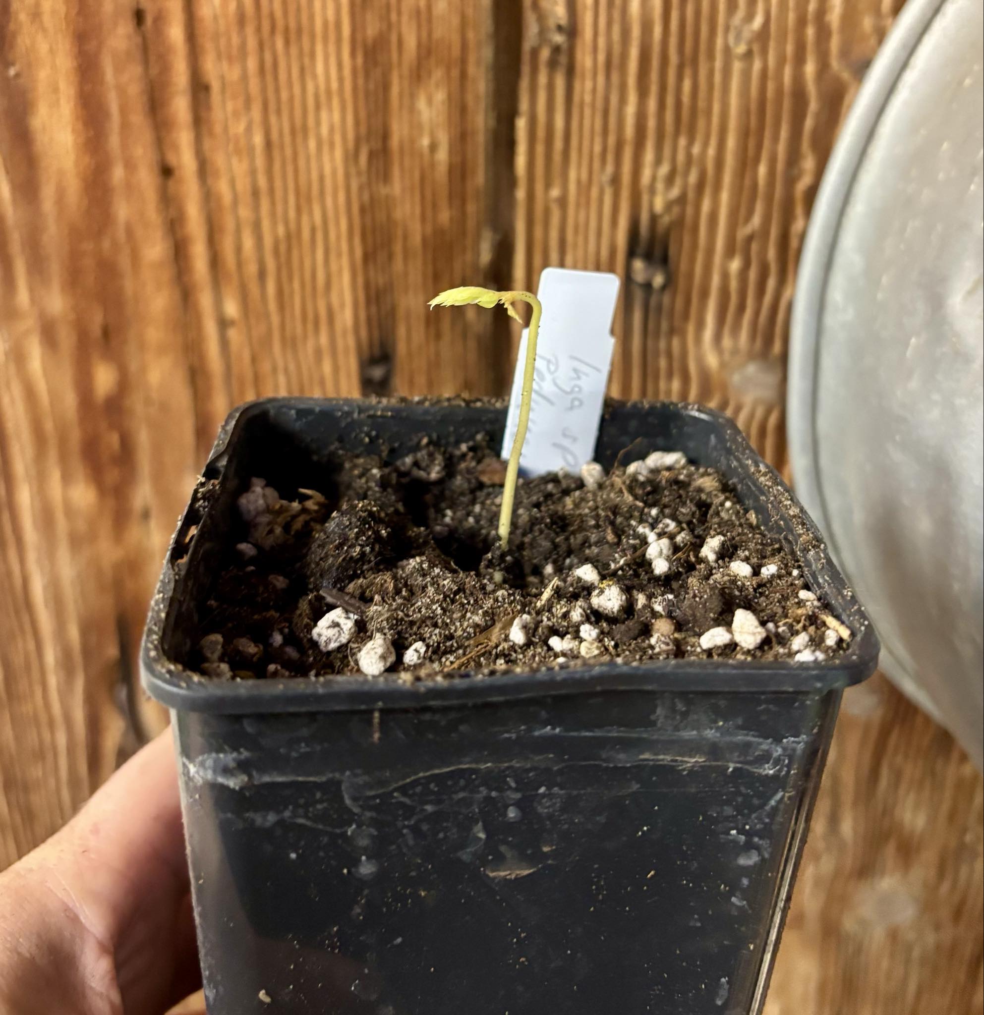Inga aff. Pedunculata  - 1 potted seedling / 1 getopfter Sämling