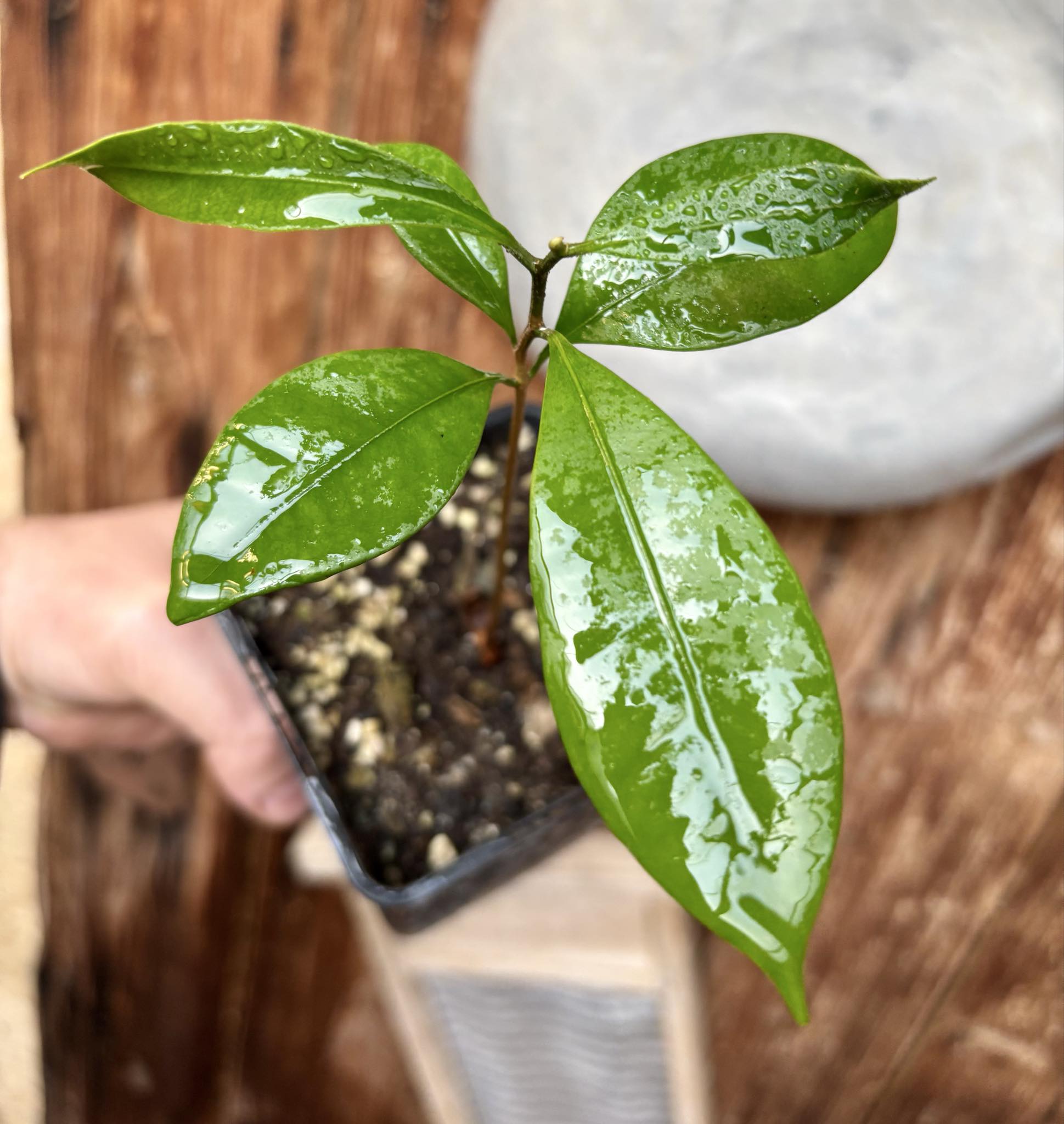 Pouteria cuspidata  -  1 small potted seedling / 1 kleiner, getopfter Sämling