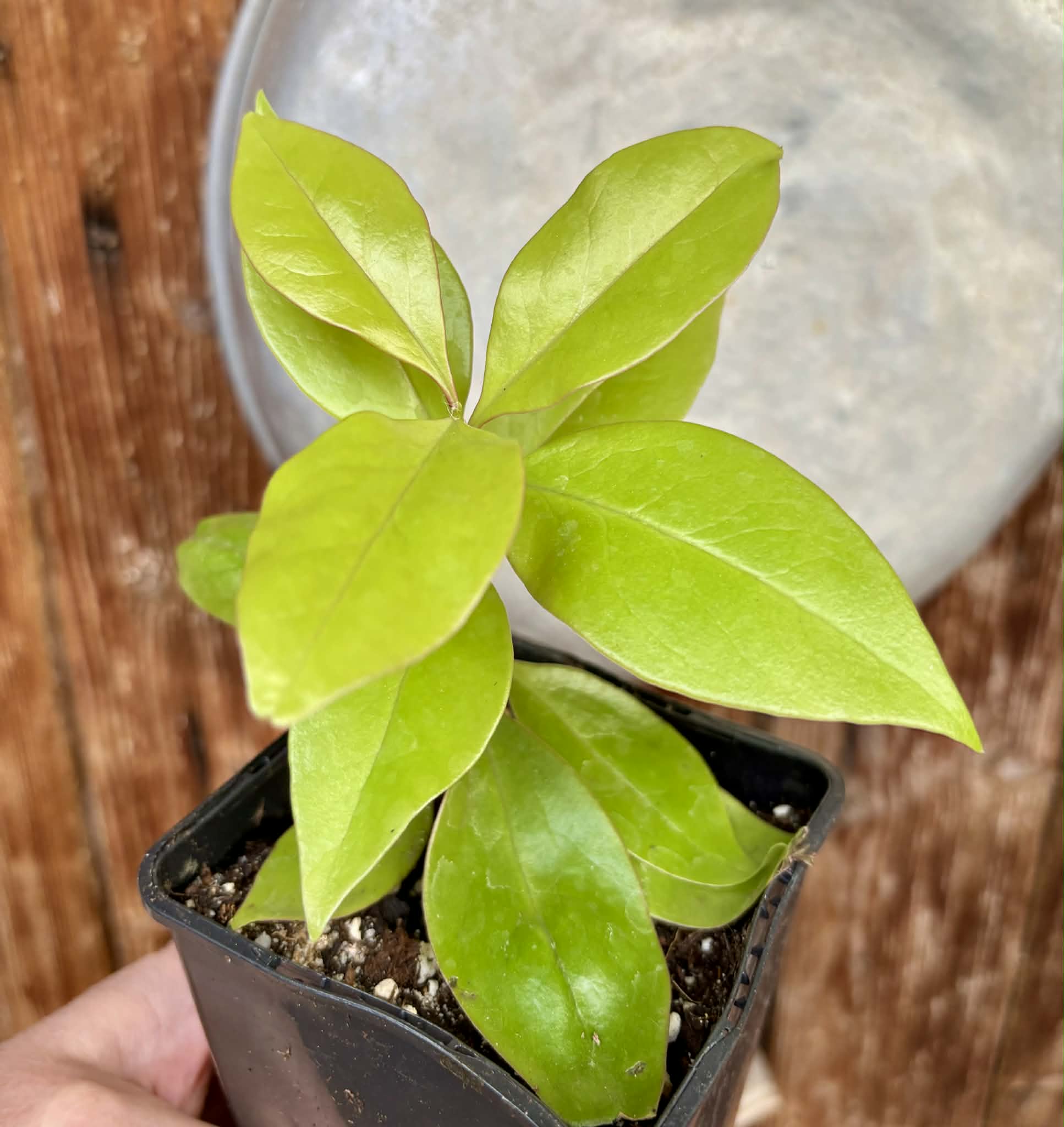 Pereskia aculeata var. godseffiana (Barbados Gooseberry) - 1 potted plant / 1 getopfte Pflanze