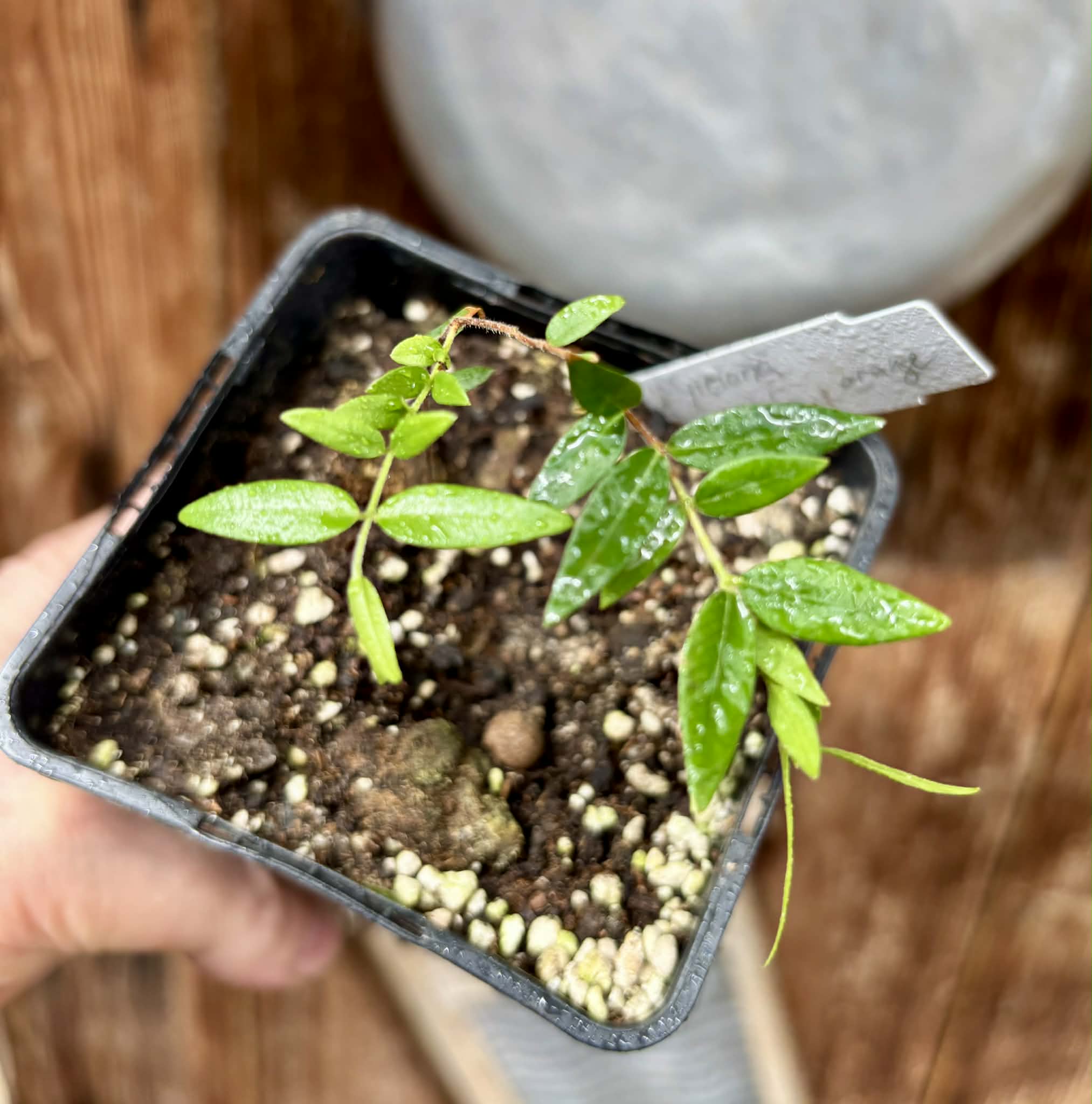 Myrciaria cuspidata ORANGE - 1 potted plant / 1 getopfte Pflanze 