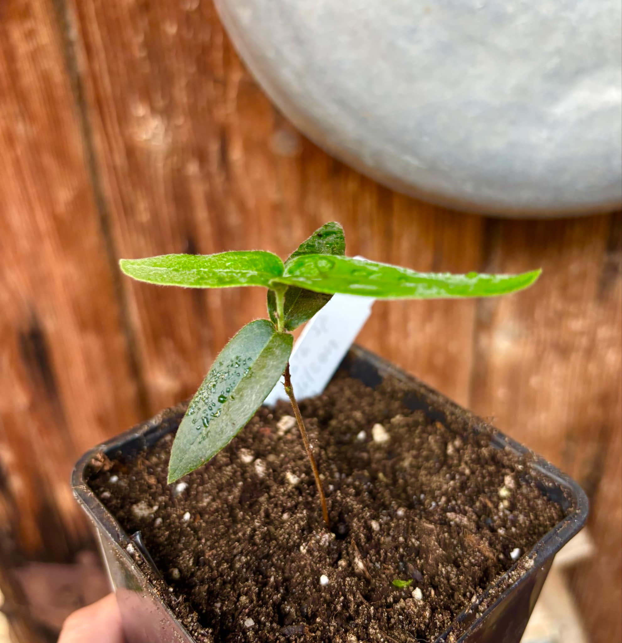 Eugenia sp Bahia Adilson - 1 small potted seedling / 1 kleiner, getopfter Sämling