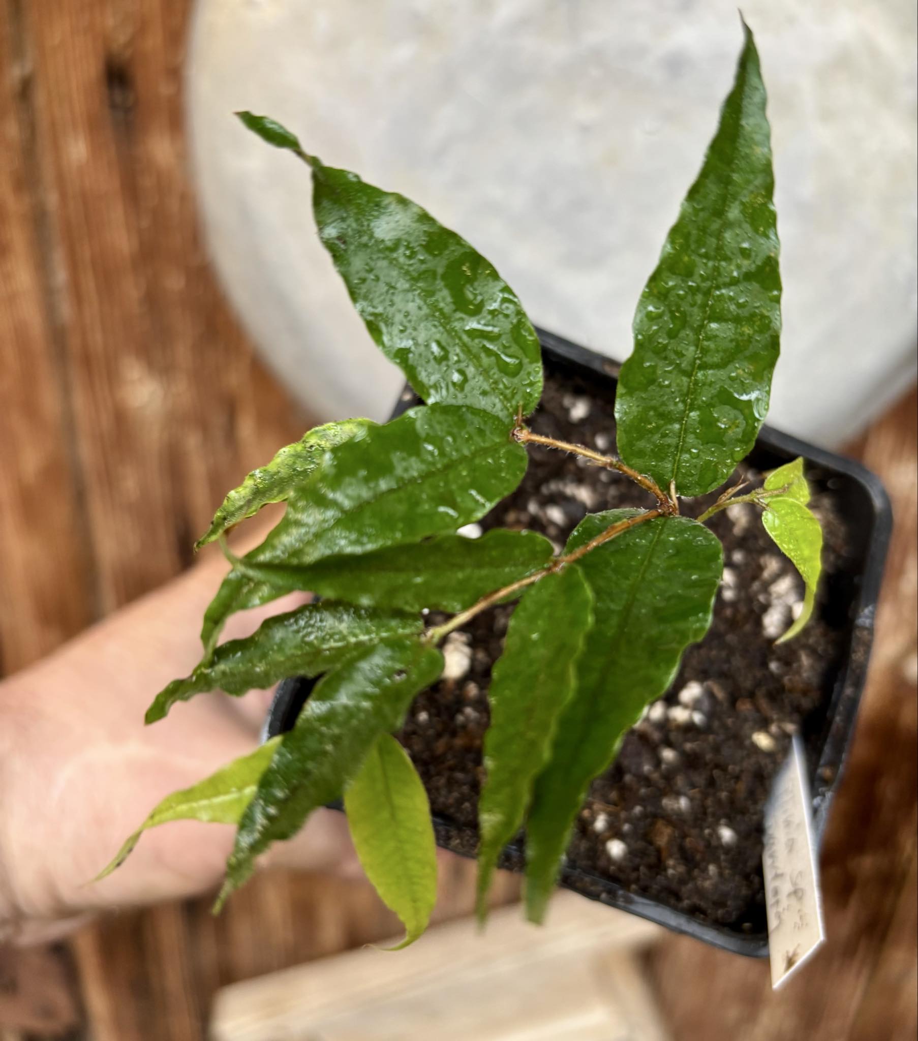 Plinia sp Dandara -  1 small potted seedling / 1 kleiner, getopfter Sämling