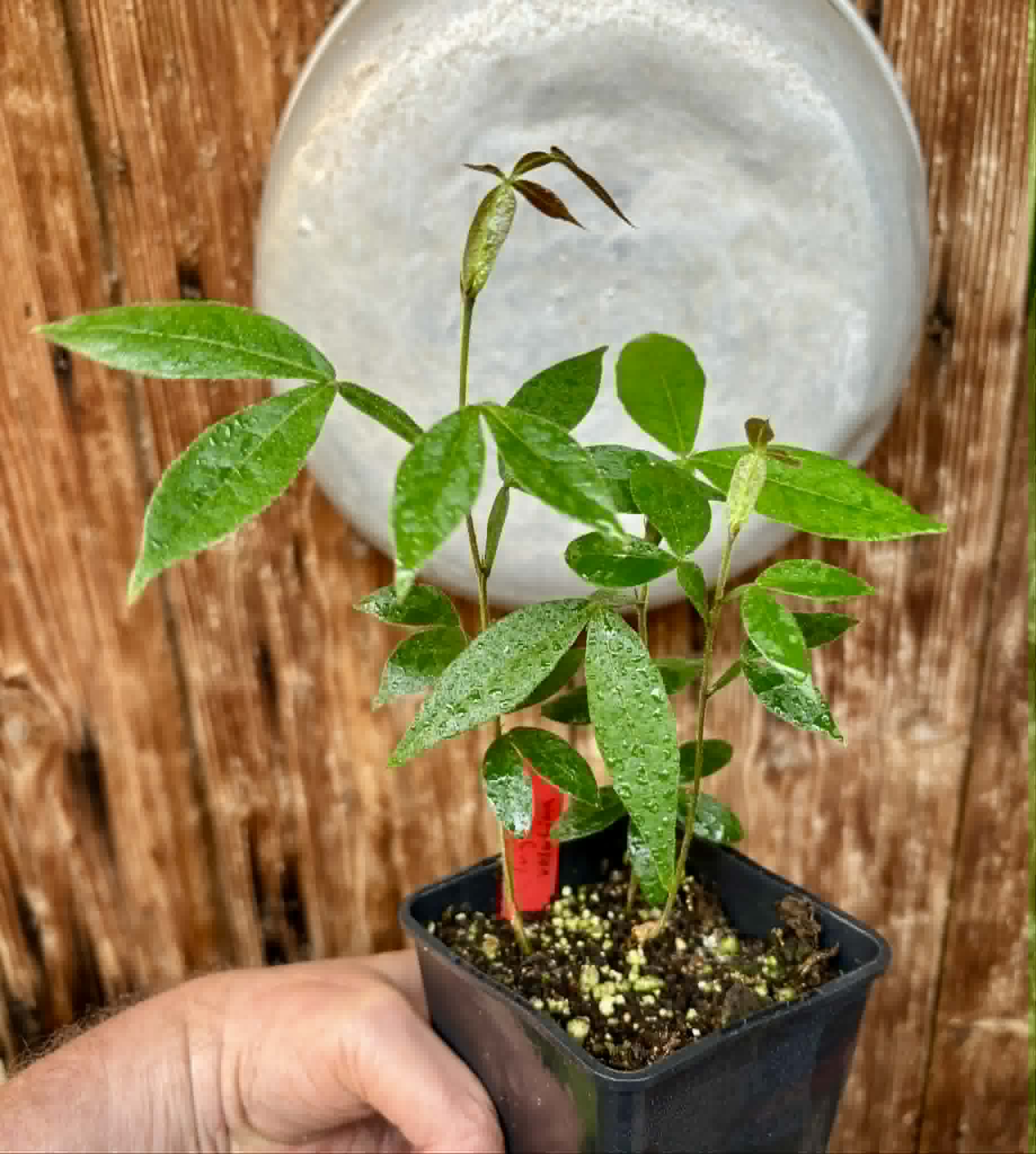 3 in 1 pot - Inga velutina  - 3 seedlings in one pot / 3 Sämlinge in einem Topf