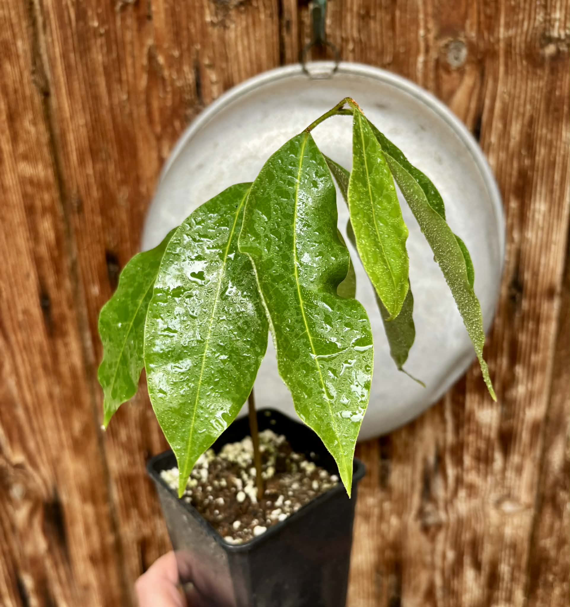 Annona montana - Mountain Soursop - 1 potted plant / 1 getopfte Pflanze