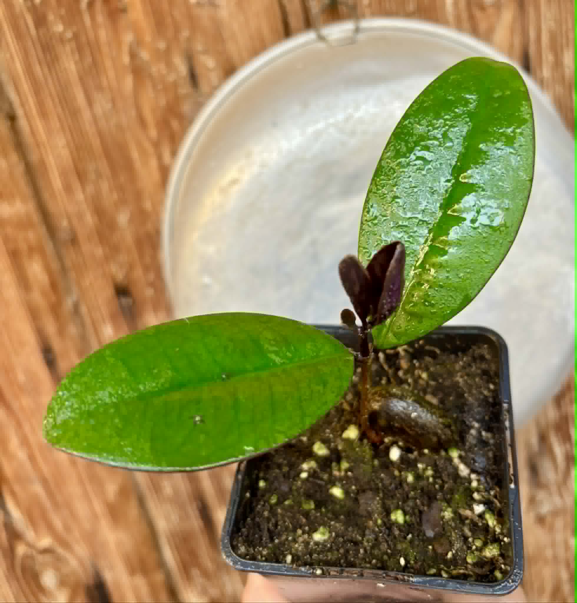 Eugenia sp Essencia negra - 1 potted seedling / 1 getopfter Sämling
