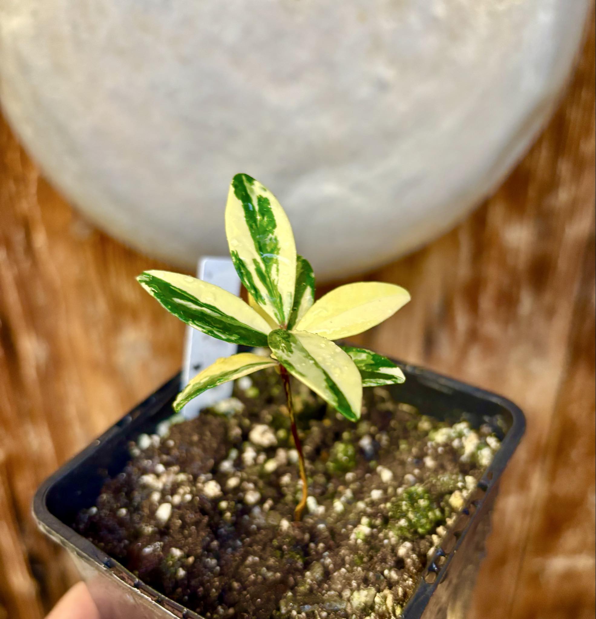 Ultra rare - variegated Eugenia reinwardtiana - Cedarbay Cherry -  1 potted seedling / 1 getopfter Sämling