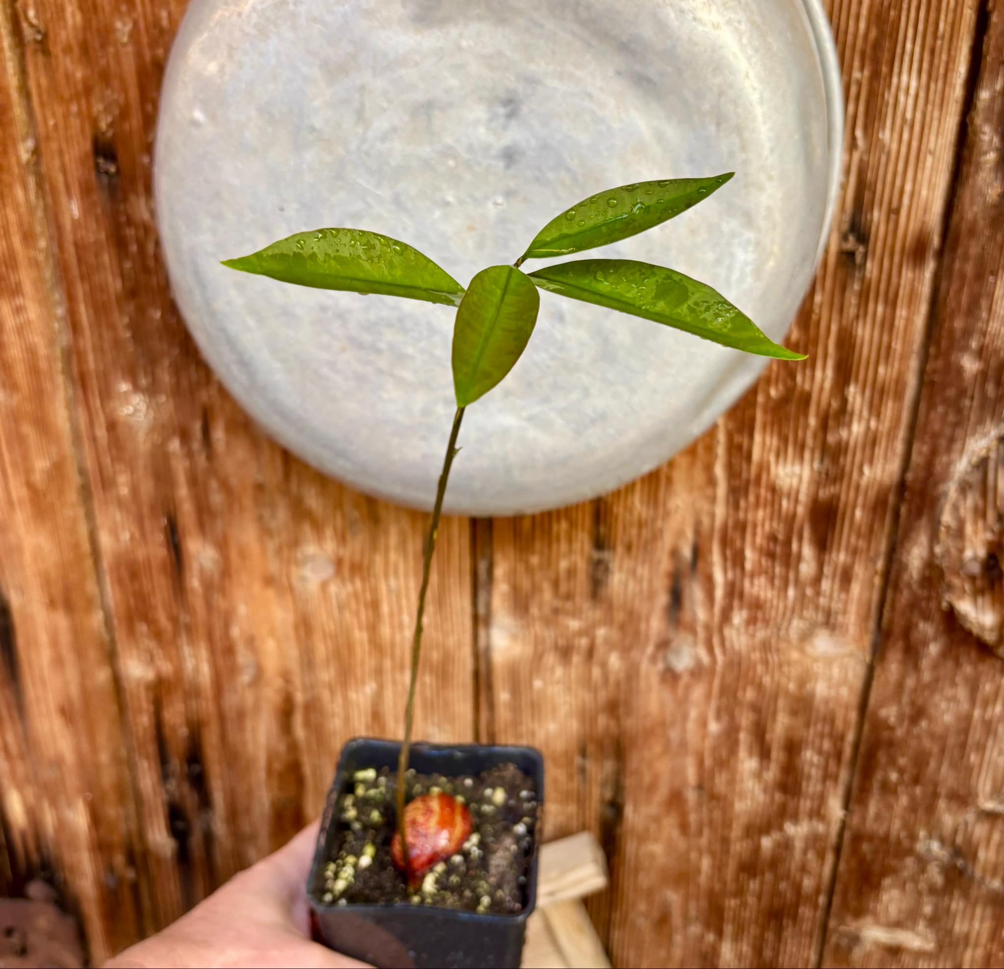 Eugenia sp BIG Maca-  1 small potted seedling / 1 kleiner, getopfter Sämling