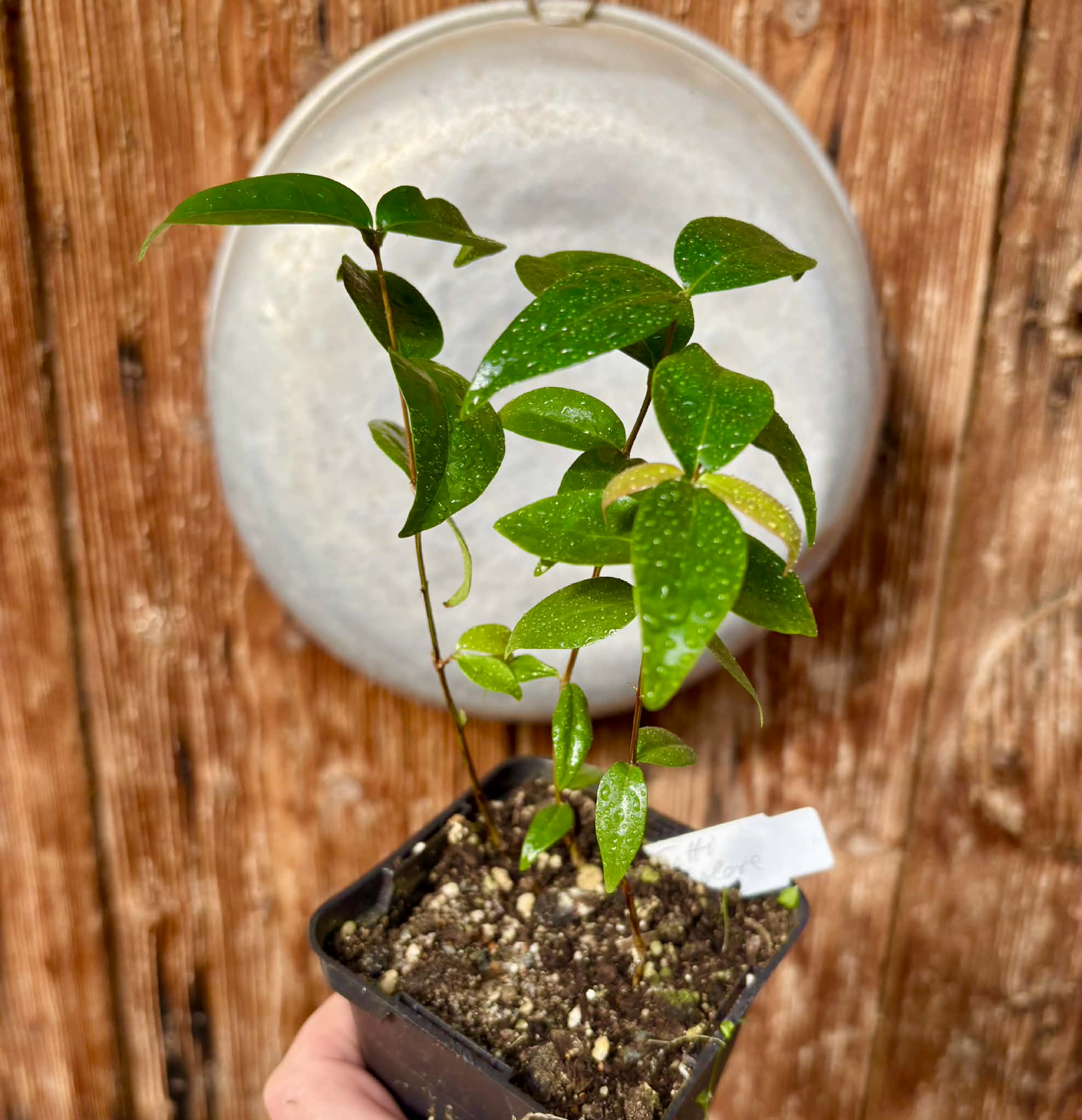 3 in 1 pot - Eugenia uniflora var. Tutti Colore  - 3 seedlings in one pot / 3 Sämlinge in einem Topf
