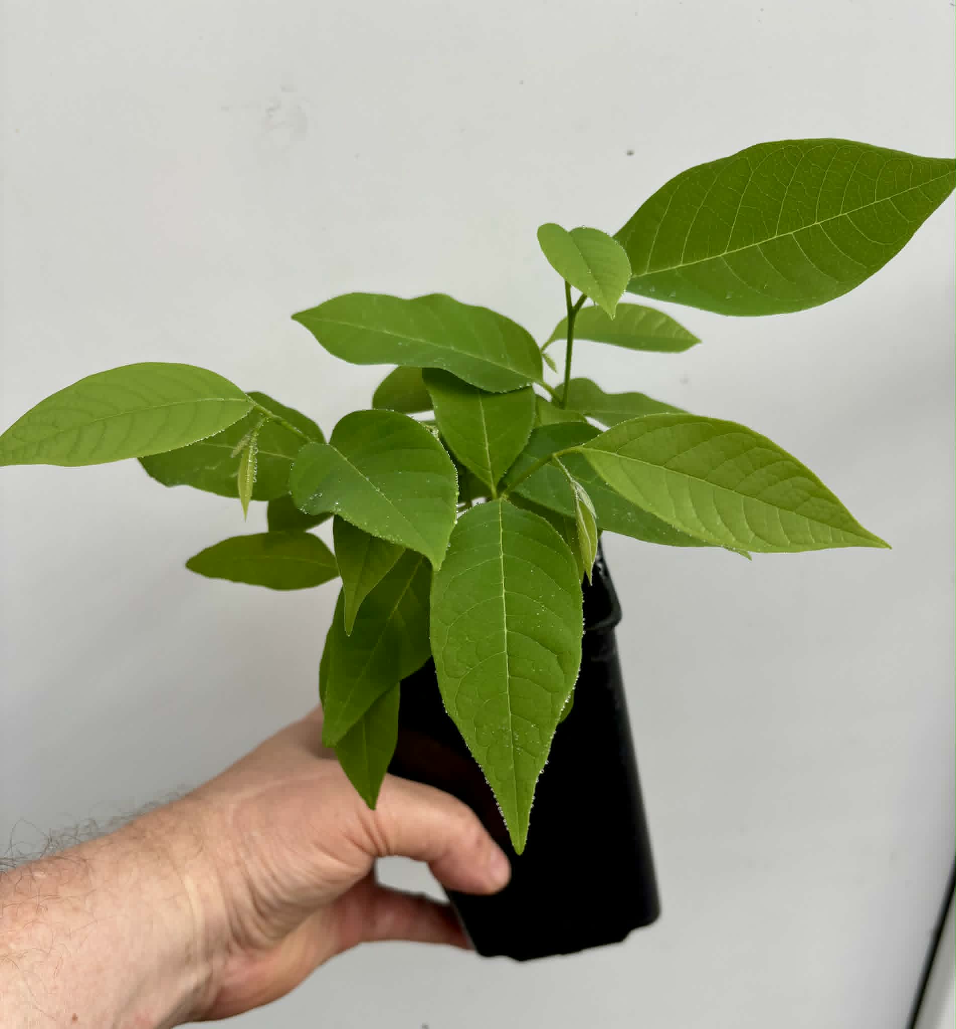 9 in 1 pot - Atemoya Thompson - 9 seedlings in one pot / 10 Sämlinge in einem Topf