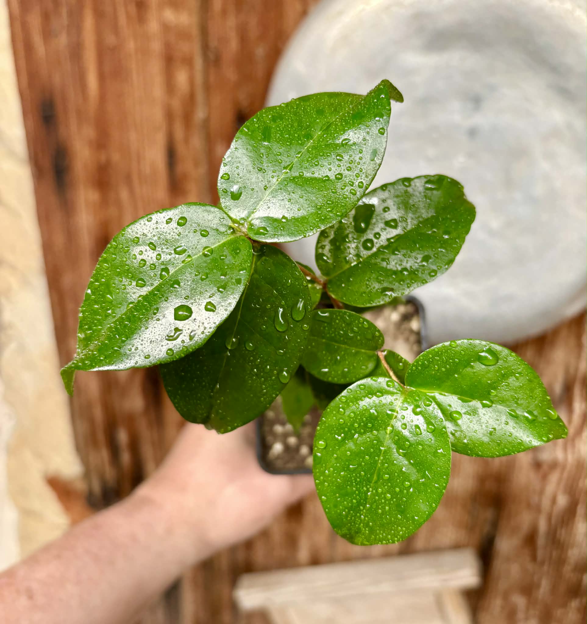 Eugenia uniflora var. Gigante Pitangao  - 1 potted seedling / 1 getopfter Sämling